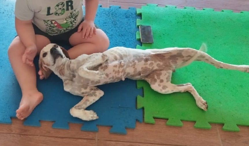 Portal Adocão Doação de cães adultos Brasilia