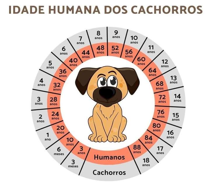 Portal Adocão Adotante Fortaleza