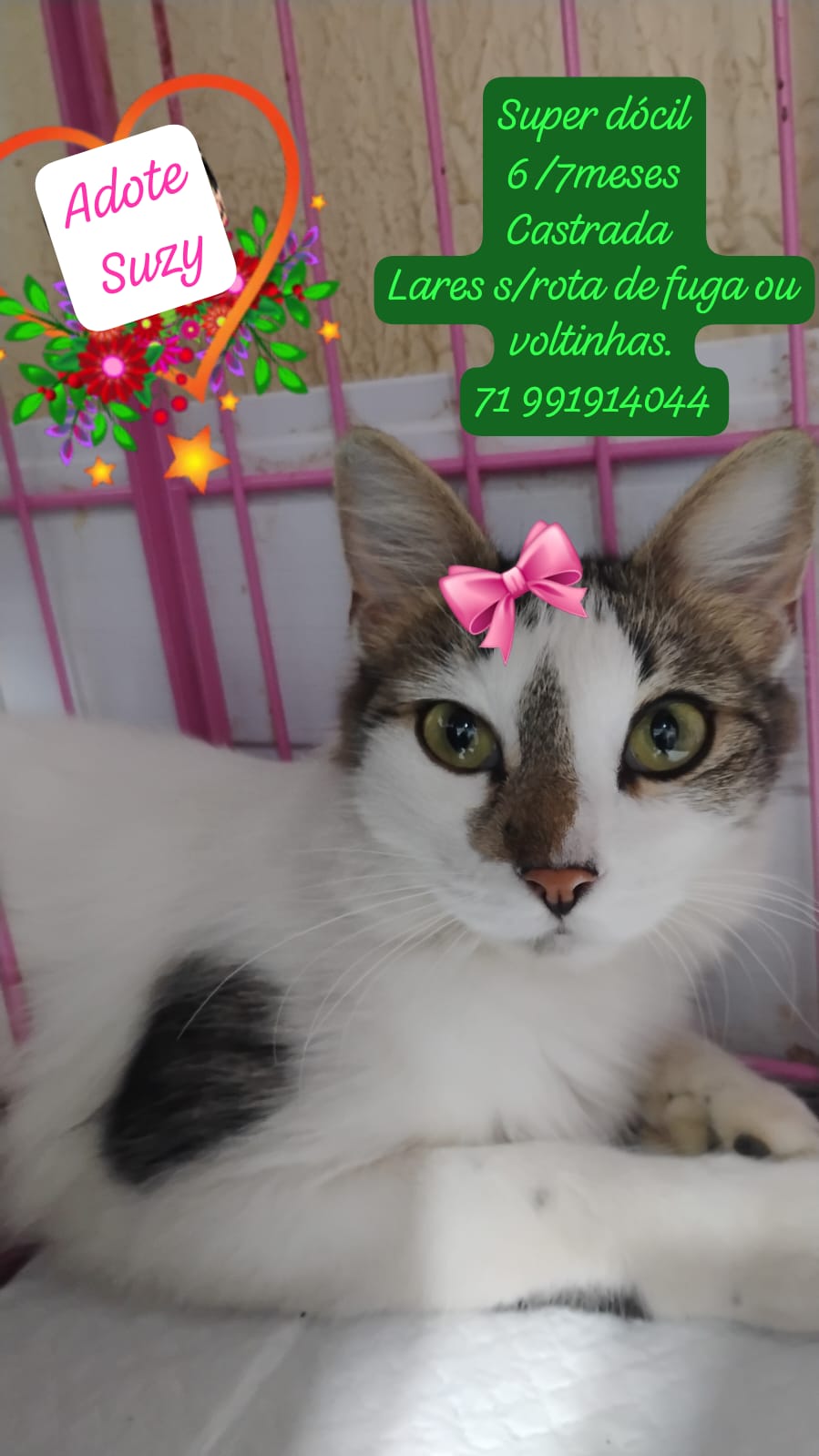 Portal Adocão Adote Suzy Camacari 