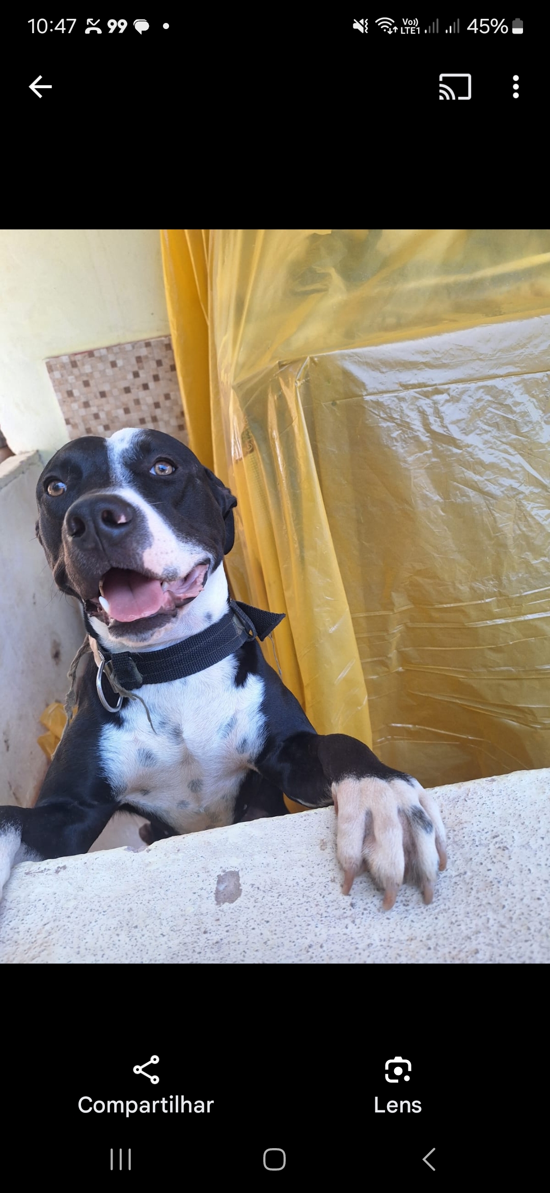 Portal Adocão Doação pitbull  Serra