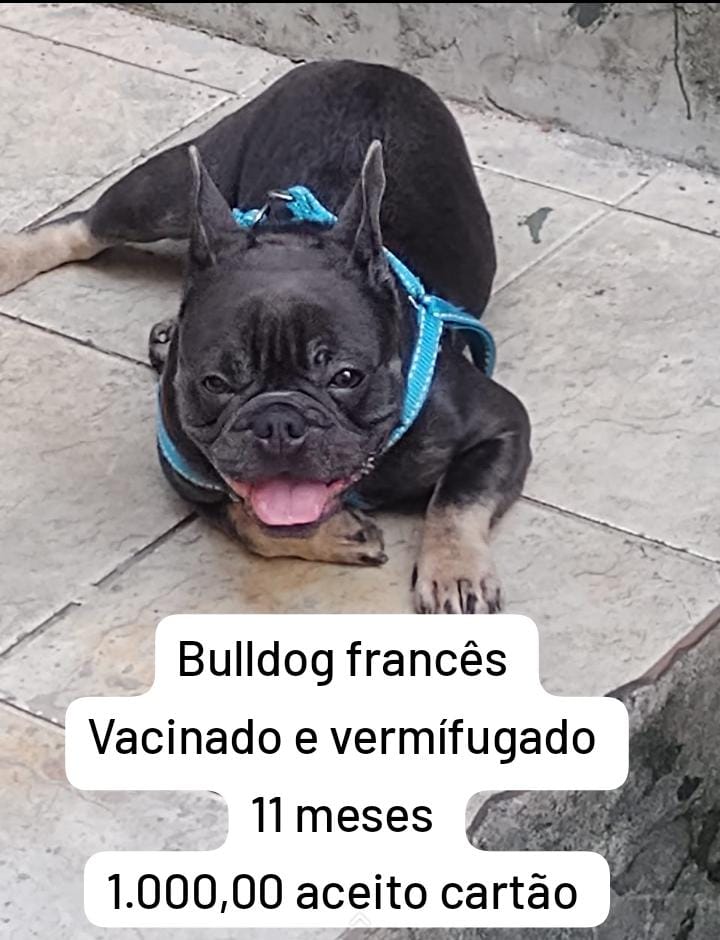 Portal Adocão Bulldog francês  Salvador