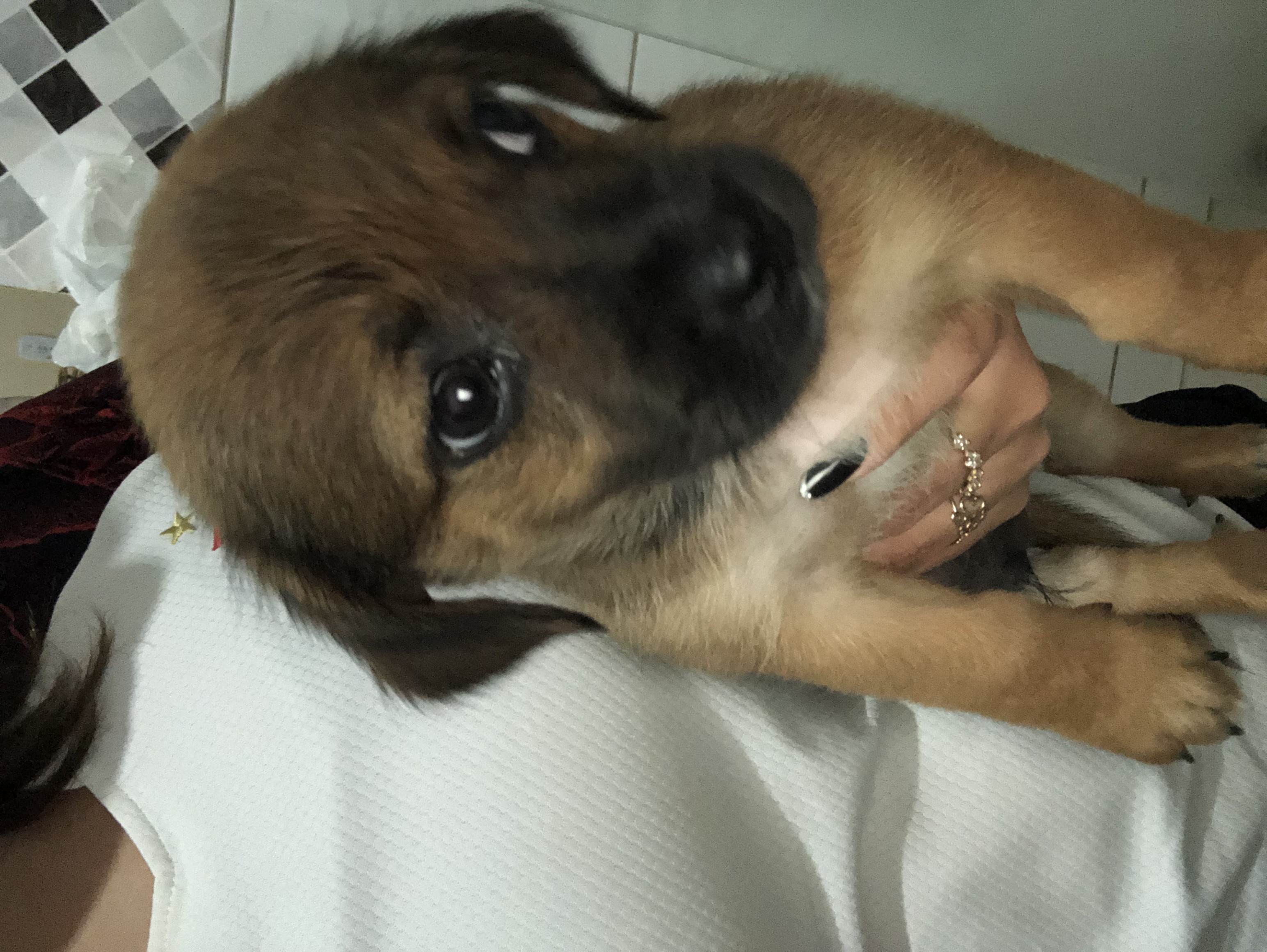 adoção de cachorro Doação de cachorro  Goiânia 