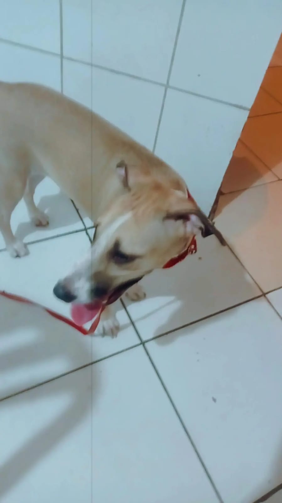 Portal Adocão Doa - se uma cachorra de 8 meses São Paulo 