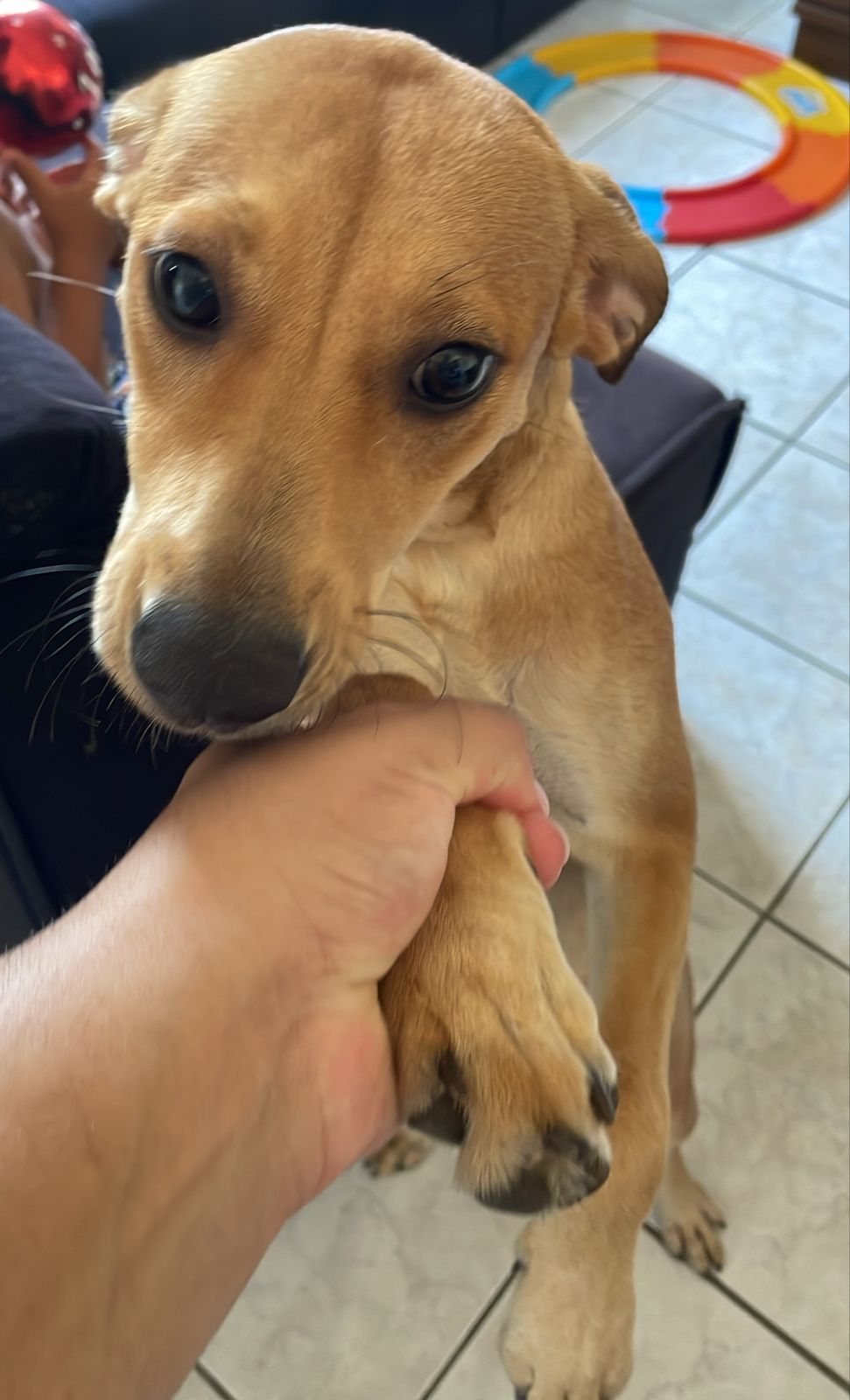 Portal Adocão Adoção de uma cachorrinha linda  Joinville 