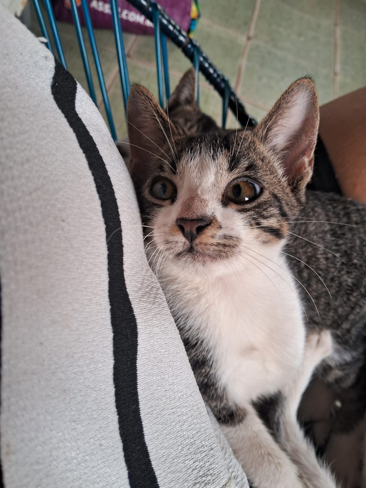 Portal Adocão Adota Gatinho filhote Recife