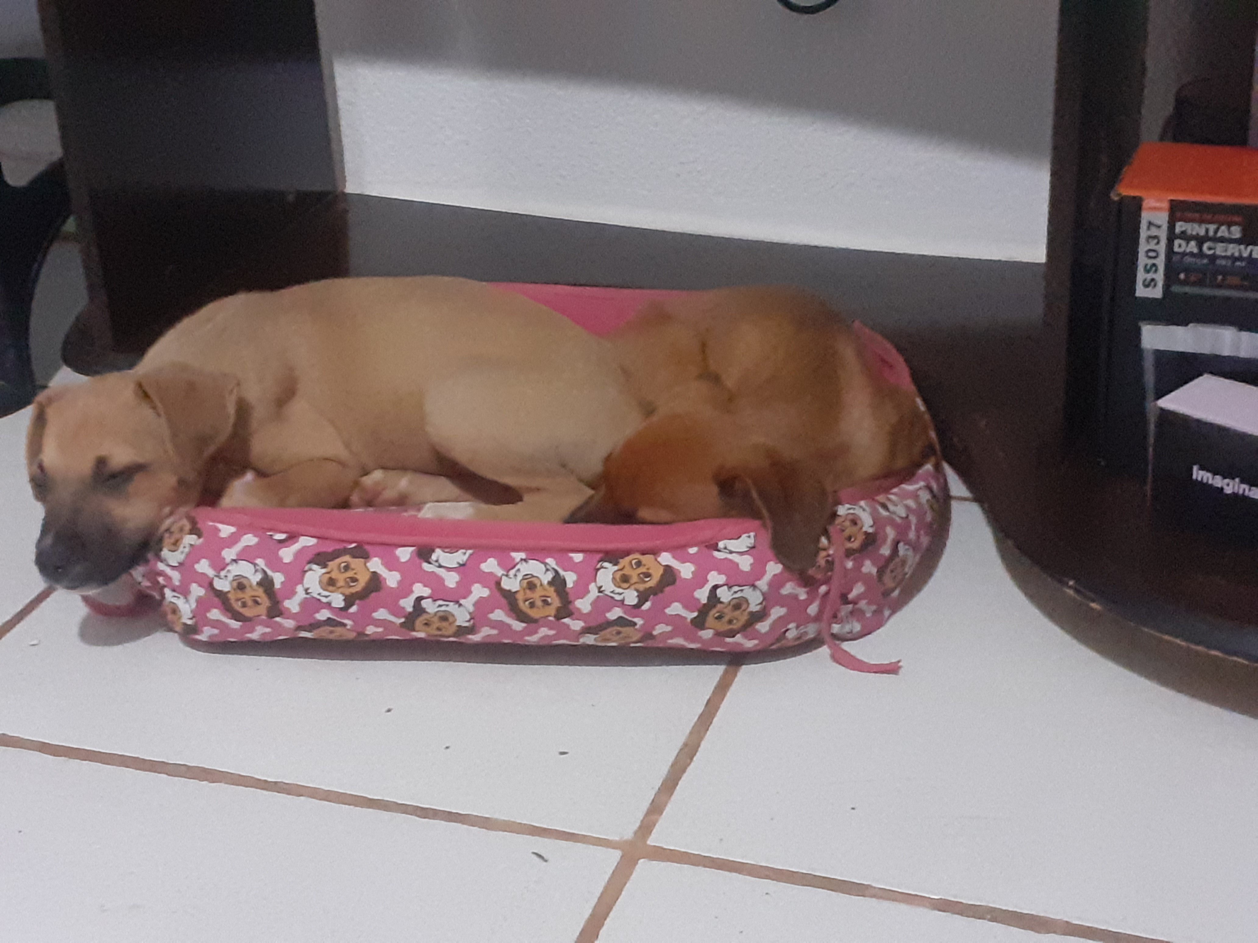 Portal Adocão Irmãos lindos Paranoá