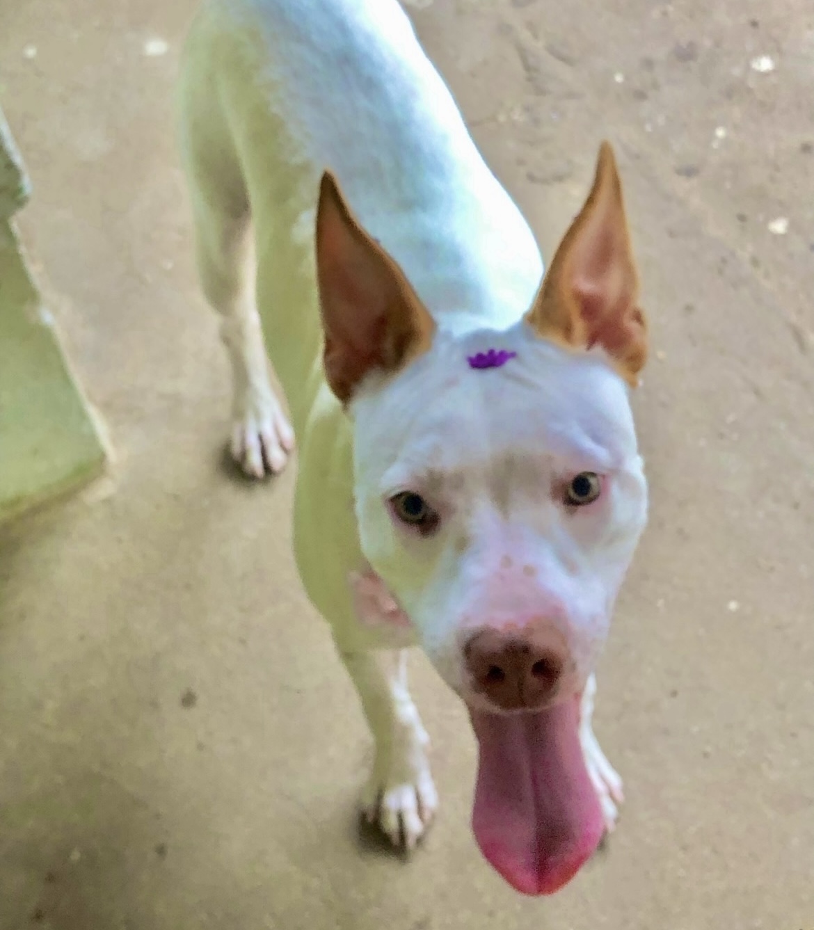 Portal Adocão Estou doando essa adorável cachorrinha Campinas