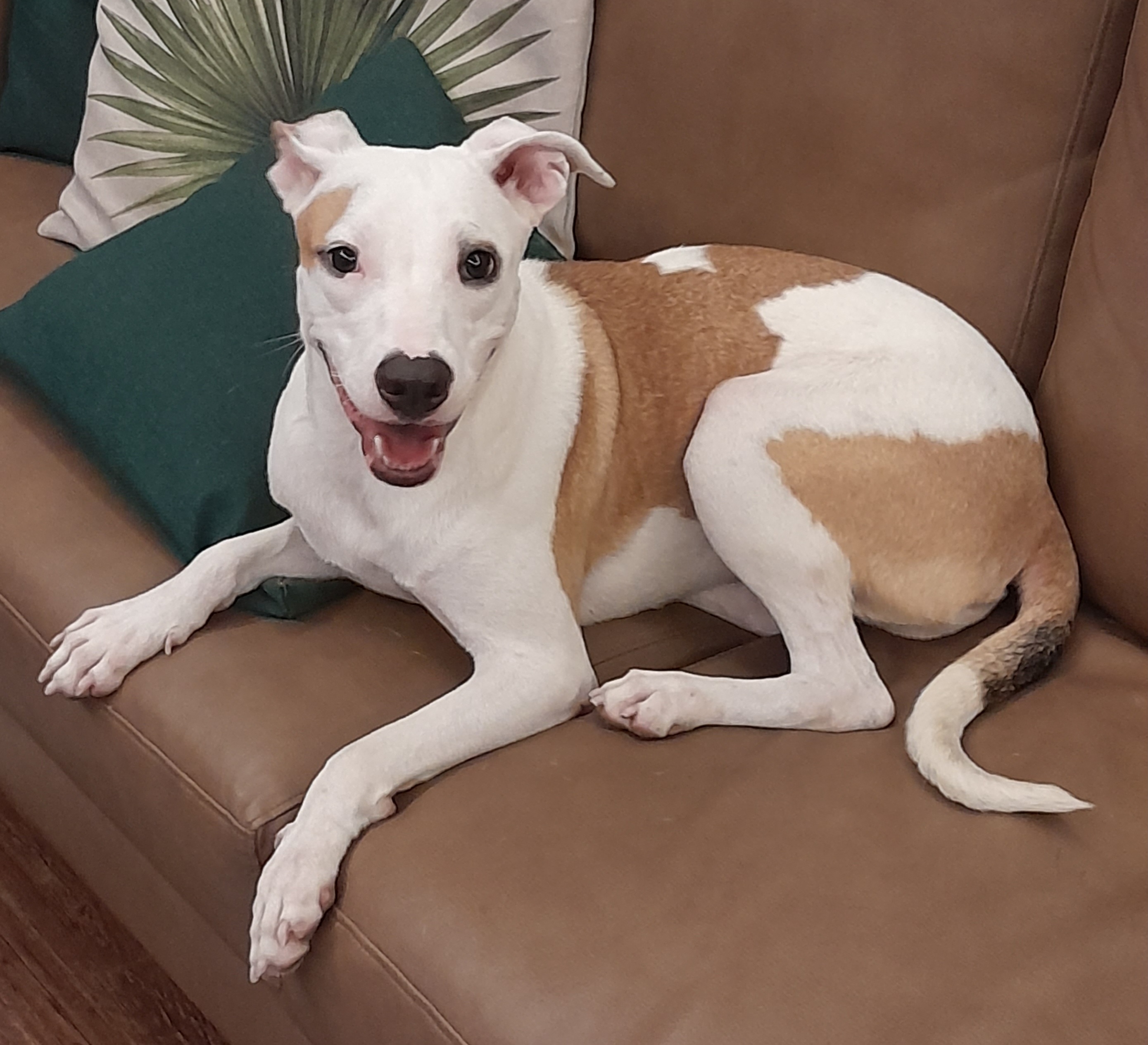 Portal Adocão Cachorrinha para adoção  Rio de Janeiro