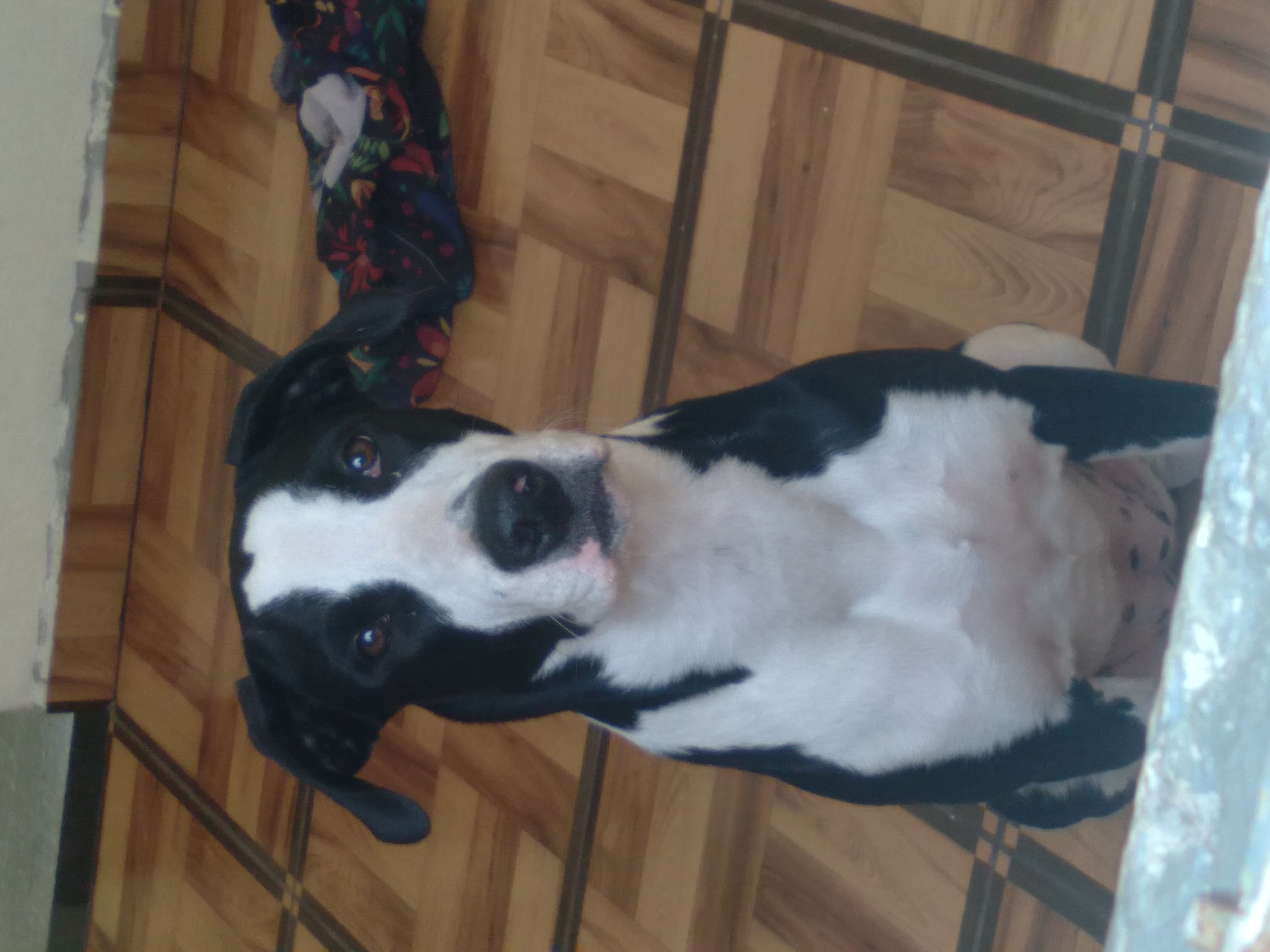 adoção de cachorro Doação de filhote american staffordshire terrier São Paulo