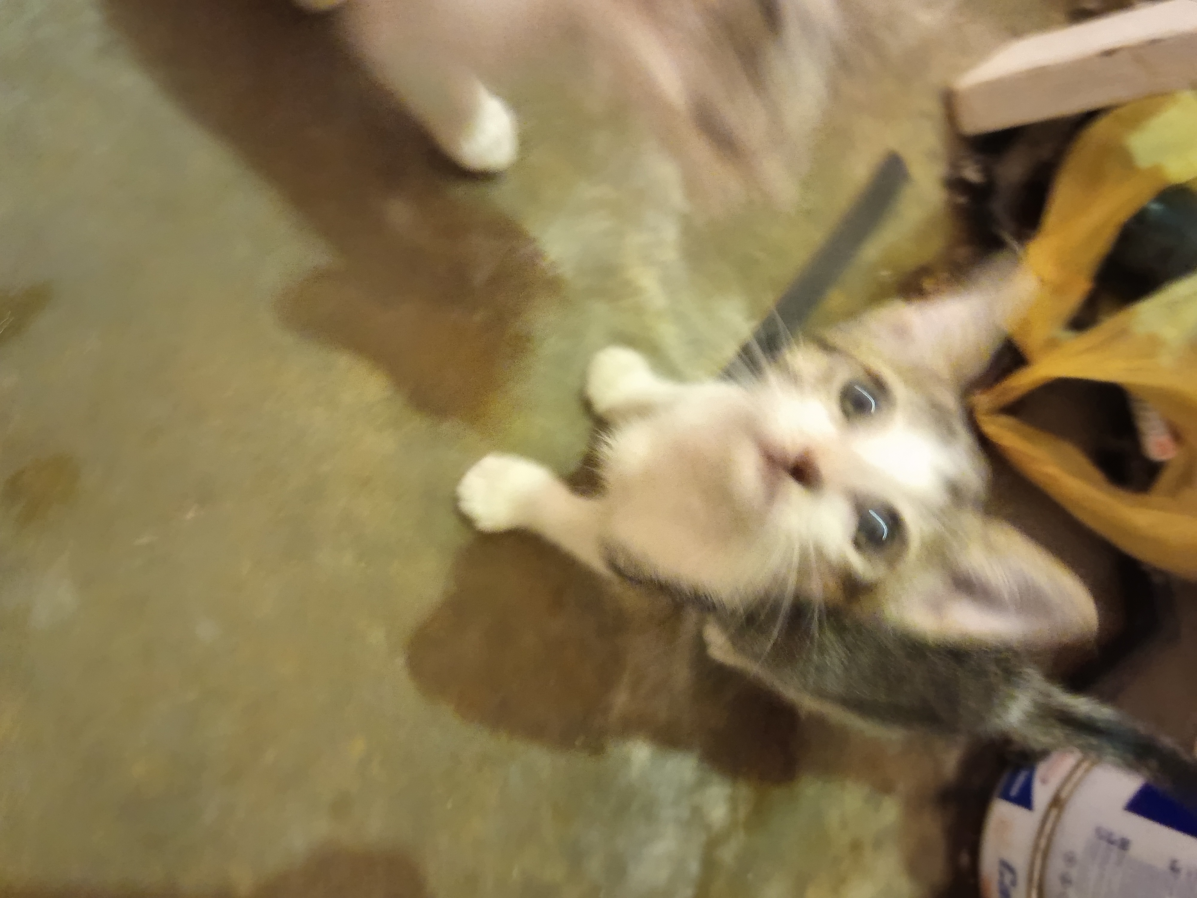Portal Adocão Gato filhote para adoção urgente Recife