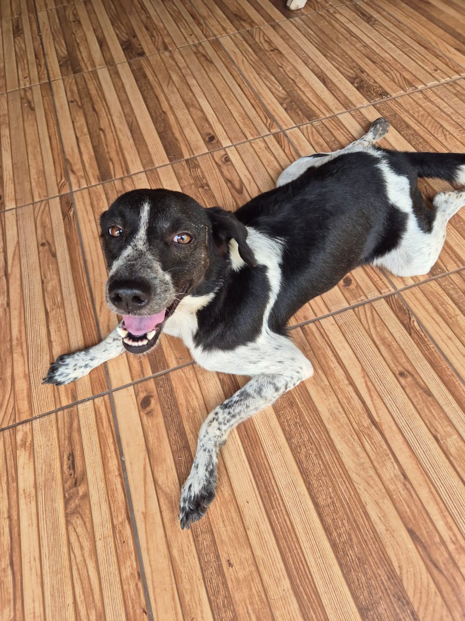 Portal Adocão Cães para doação  Sao jose do rio preto