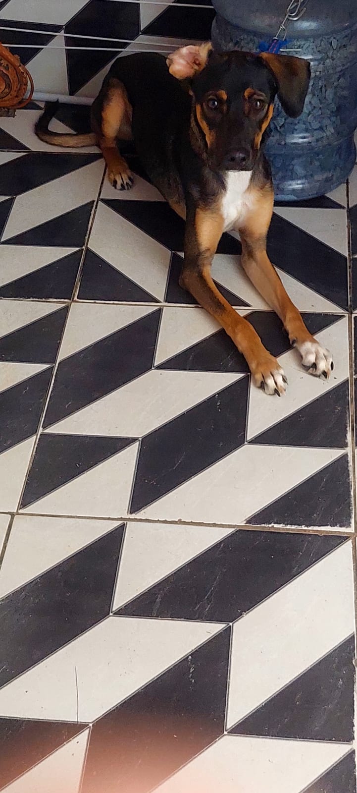 Portal Adocão Doação de cachorro macho🐕 Salvador 