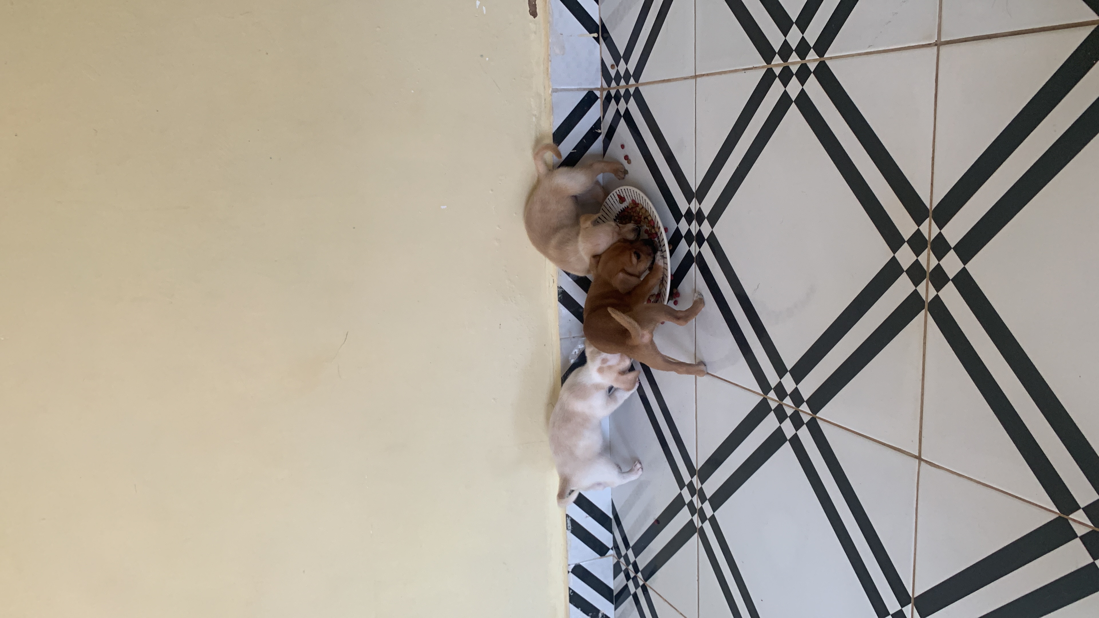 Portal Adocão Doação de cachorrinhos Porto velho