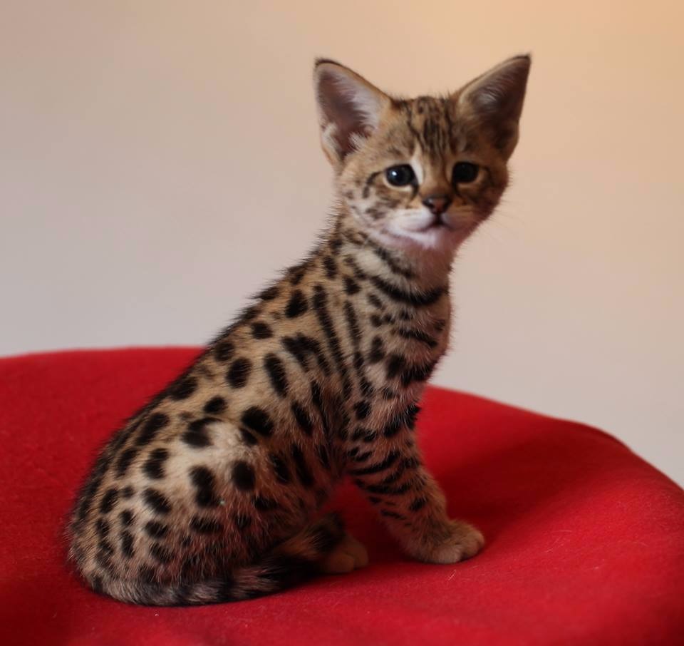 Portal Adocão Adoráveis ​​gatinhos Serval, Caracal e Savannah disponíveis Rio de Janeiro