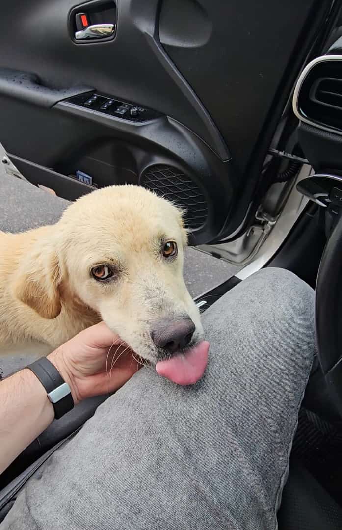 Portal Adocão Doação de lindo golden misturinha  Palhoça