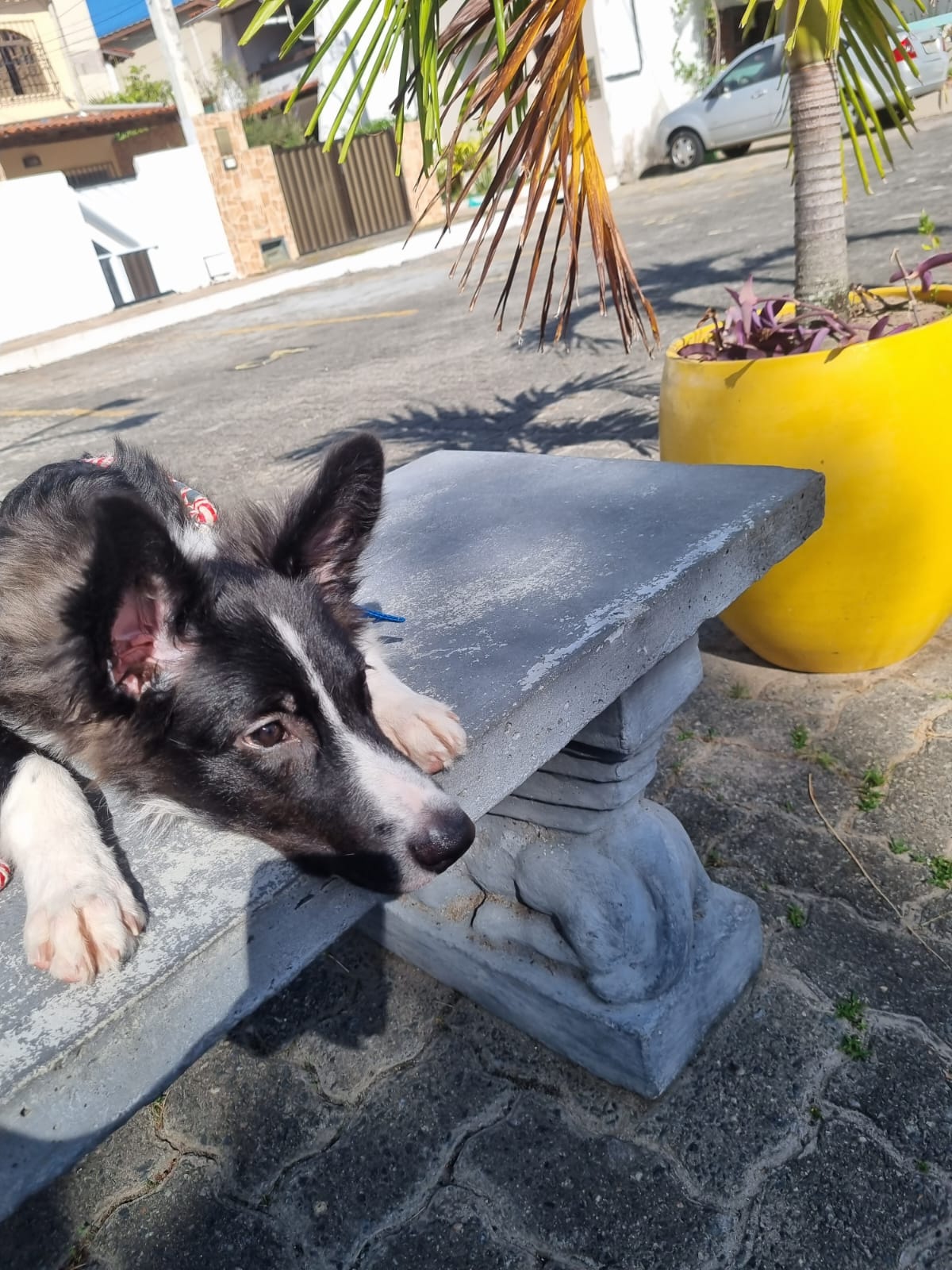Portal Adocão Adoção de Boder Collie  Salvador, Itapuã 