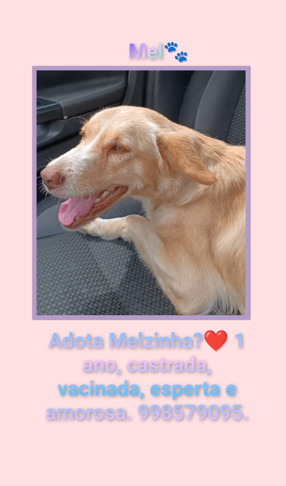 Portal Adocão ADOÇÃO RESPONSÁVEL  RECIFE