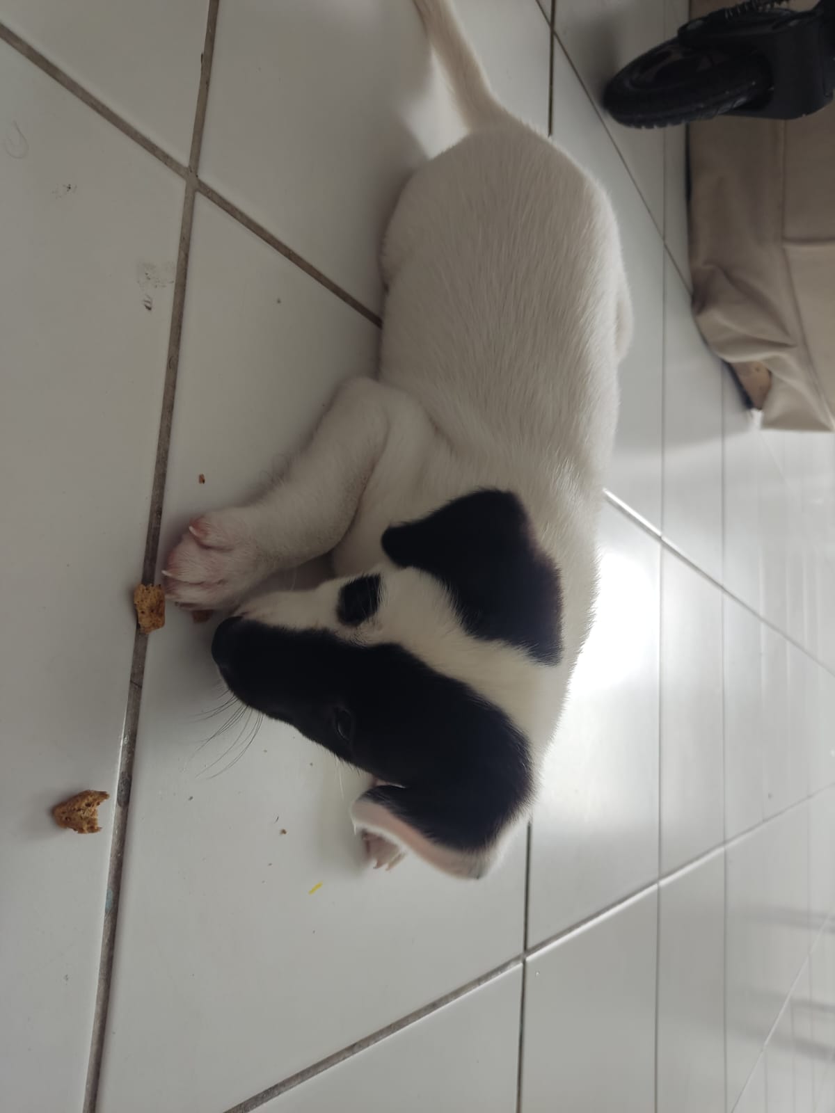 Portal Adocão Filhote Cachorro Maceió