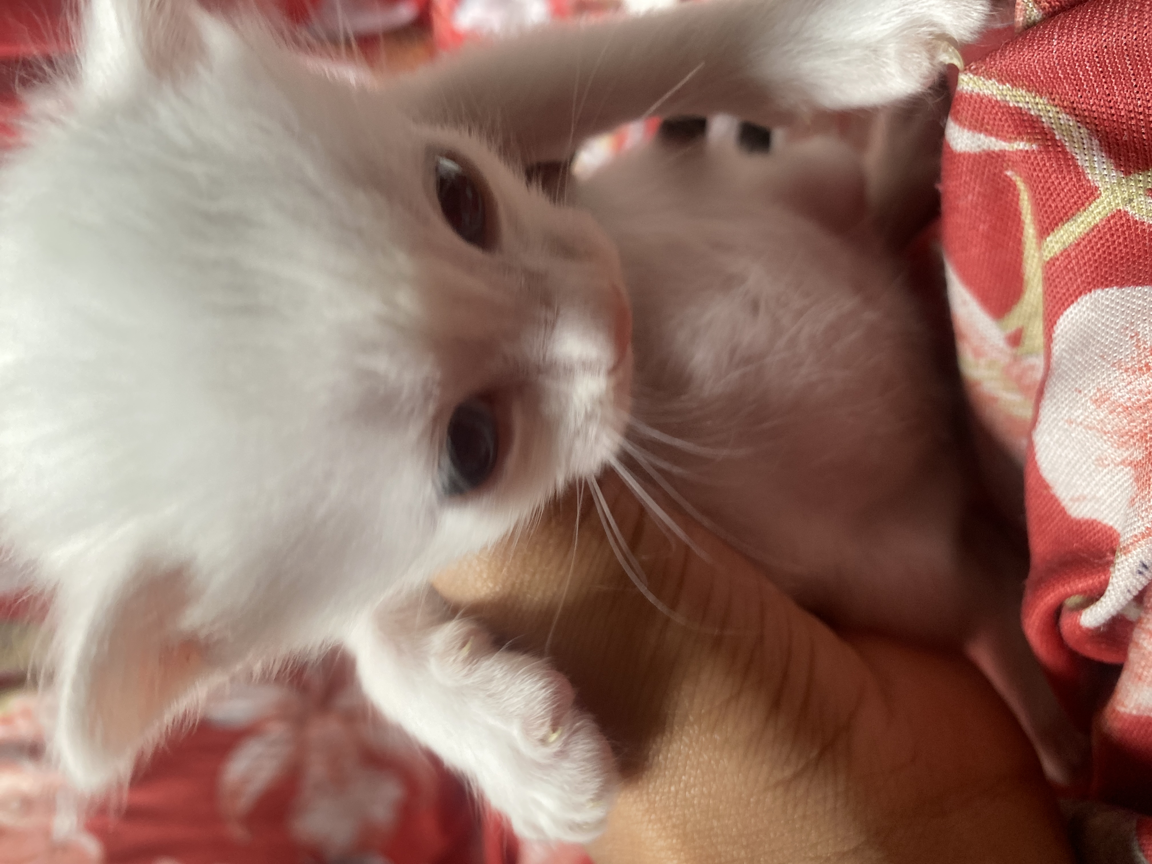 Portal Adocão Gatos lindos 🥰 Recife