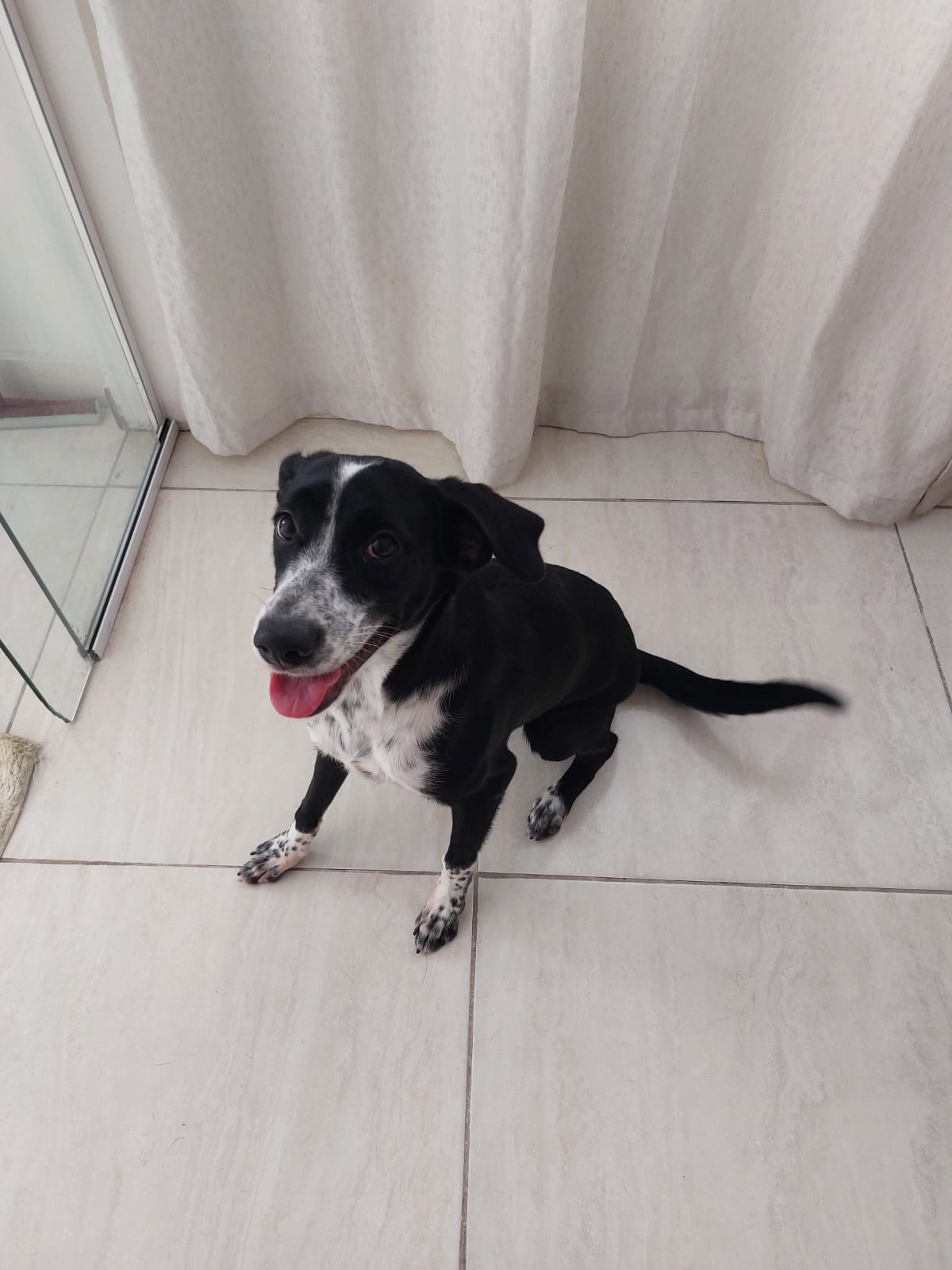 Portal Adocão Cachorrinha para adoção Recife