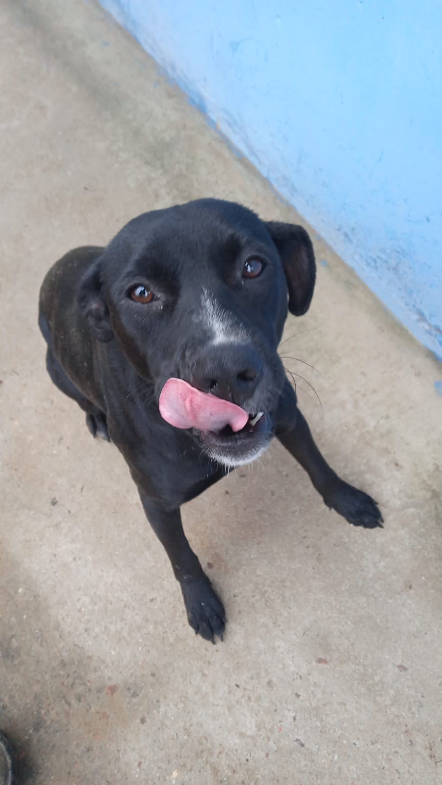 Portal Adocão Doa-se cachorra São José dos Pinhais 