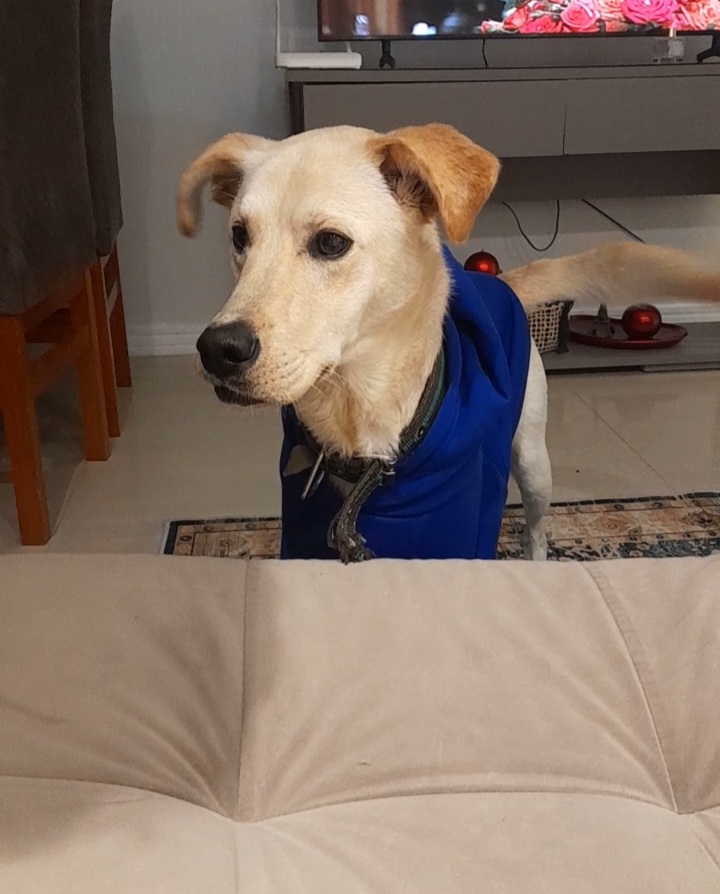 Portal Adocão Labrador Americano para ADOÇÃO  Camboriú