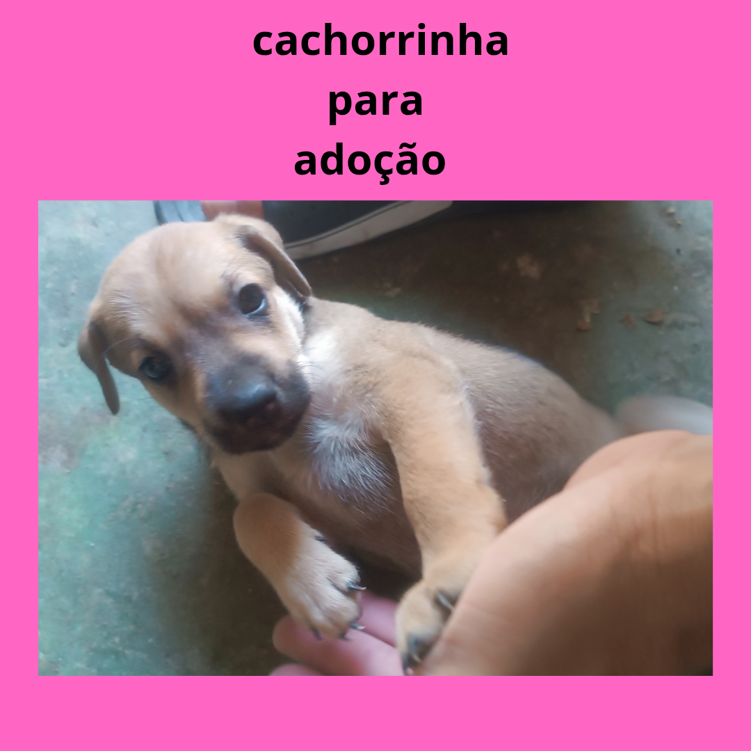 Portal Adocão Cachorrinha para adoção  FORTALEZA