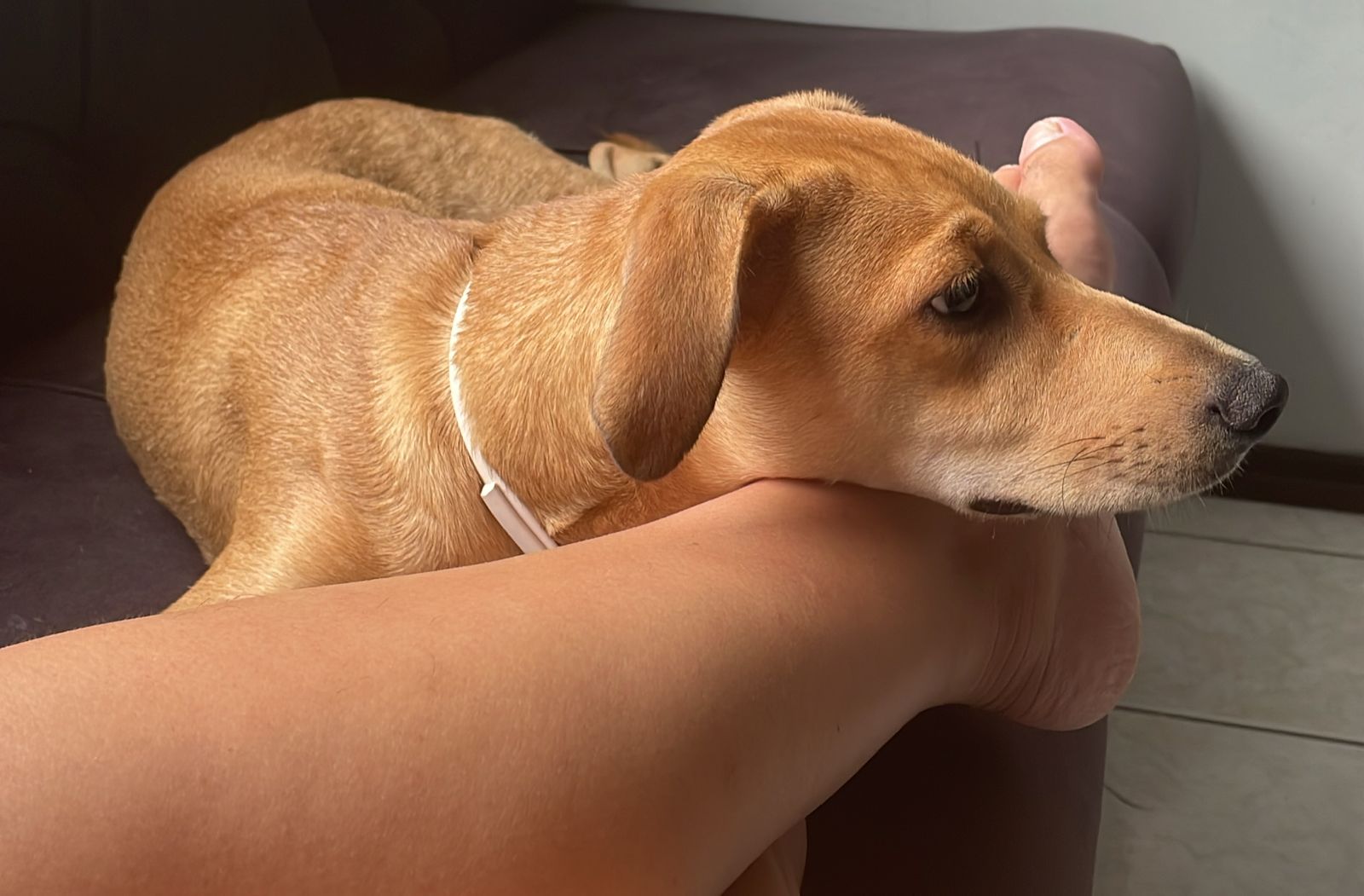 Portal Adocão Adoção de uma cachorrinha linda  Joinville 