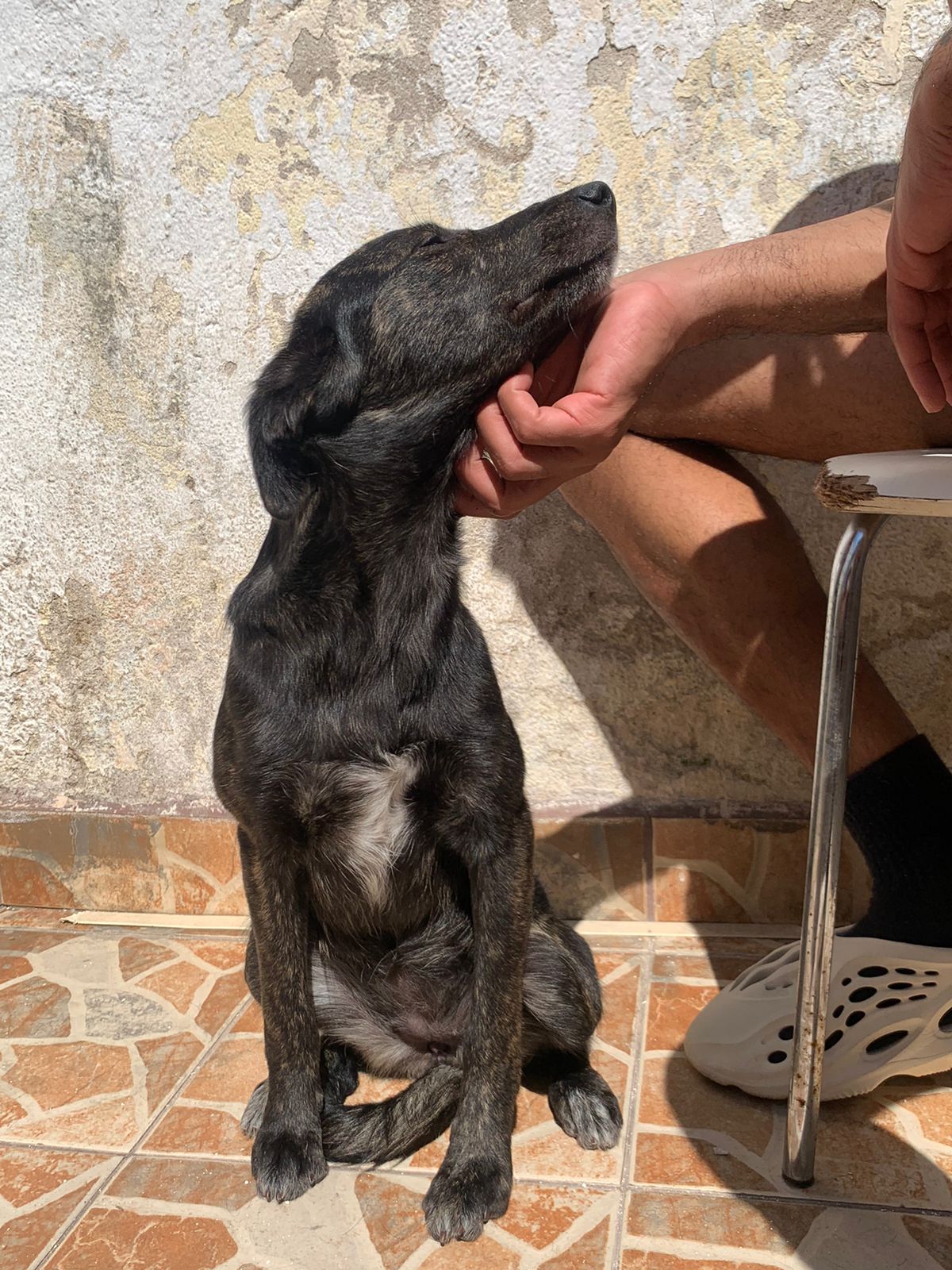 Portal Adocão Cachorrinha resgatada !  São Paulo 