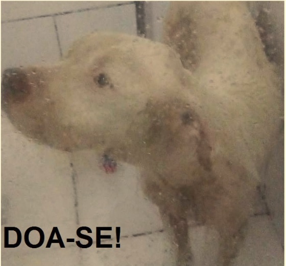 Portal Adocão Pitbull fêmea 3 anos São José dos Pinhais