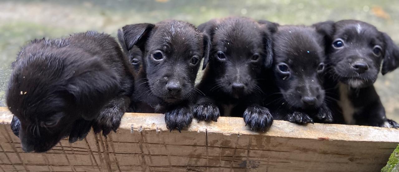 Portal Adocão Cachorrinhos para adoção  Rio De Janeiro