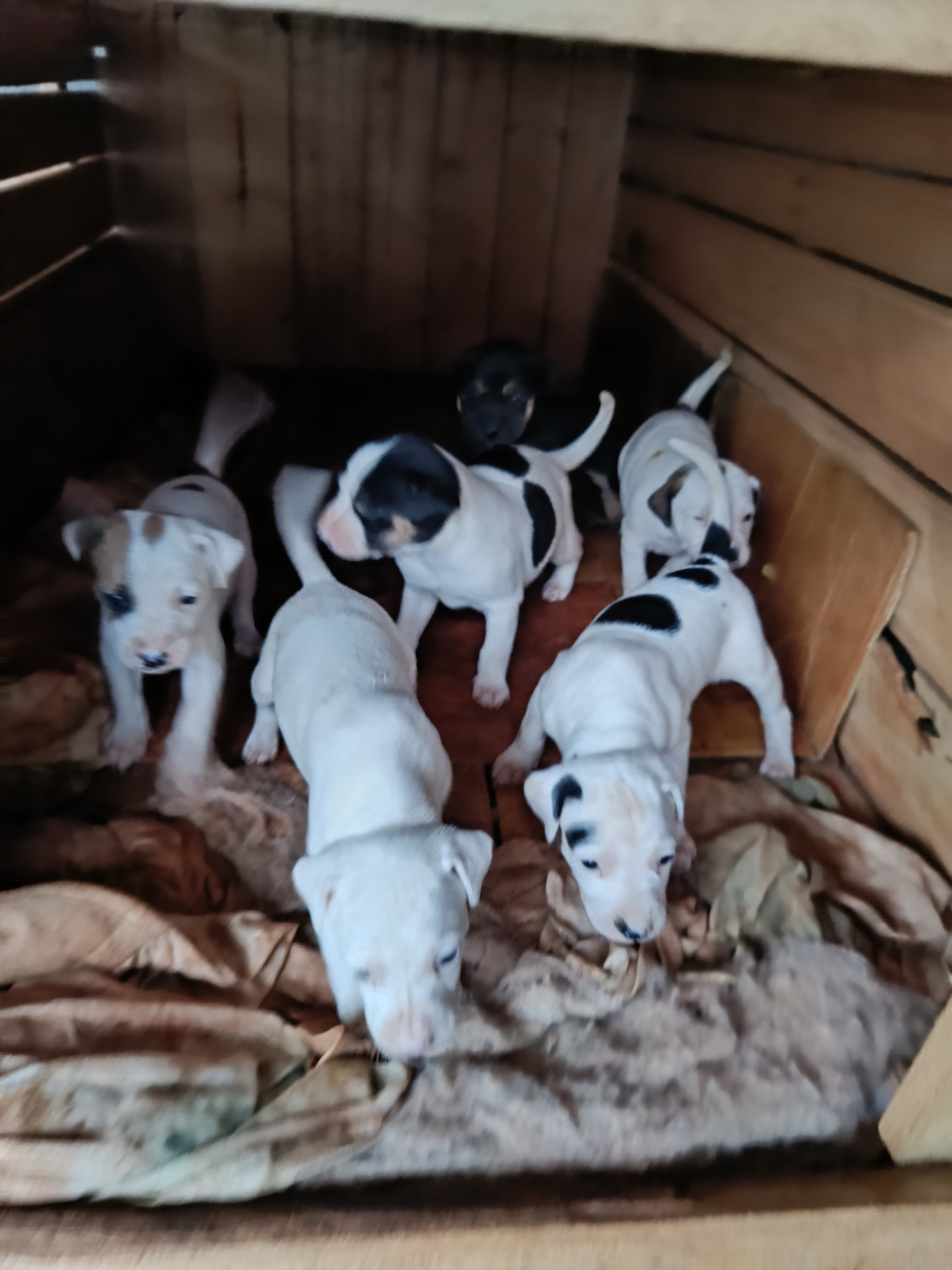 Portal Adocão Doa - se cachorros porte grande  Paranavaí 