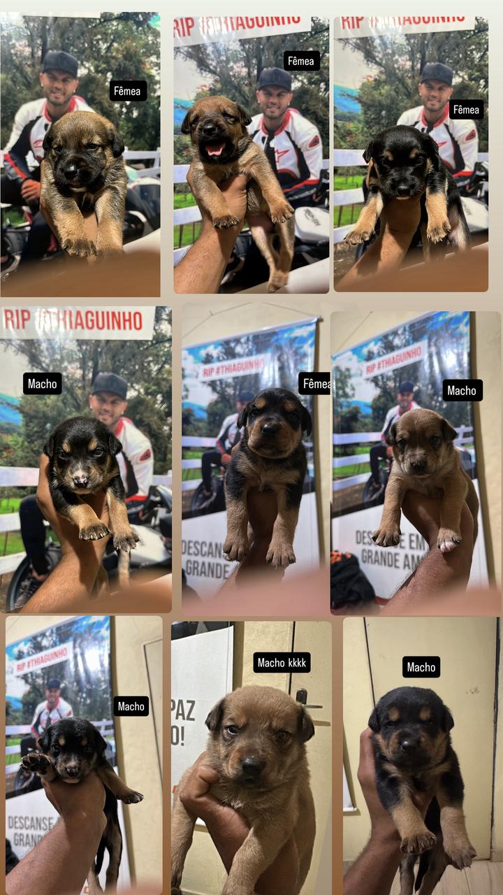 Portal Adocão Filhote de cachorro Contagem 