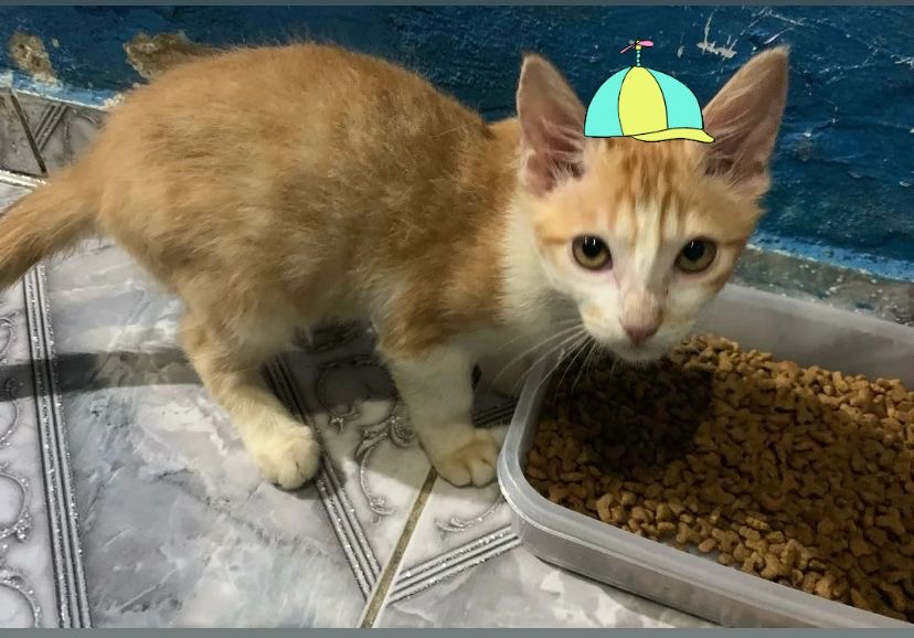 Portal Adocão Gatinhos para adoção Recife 