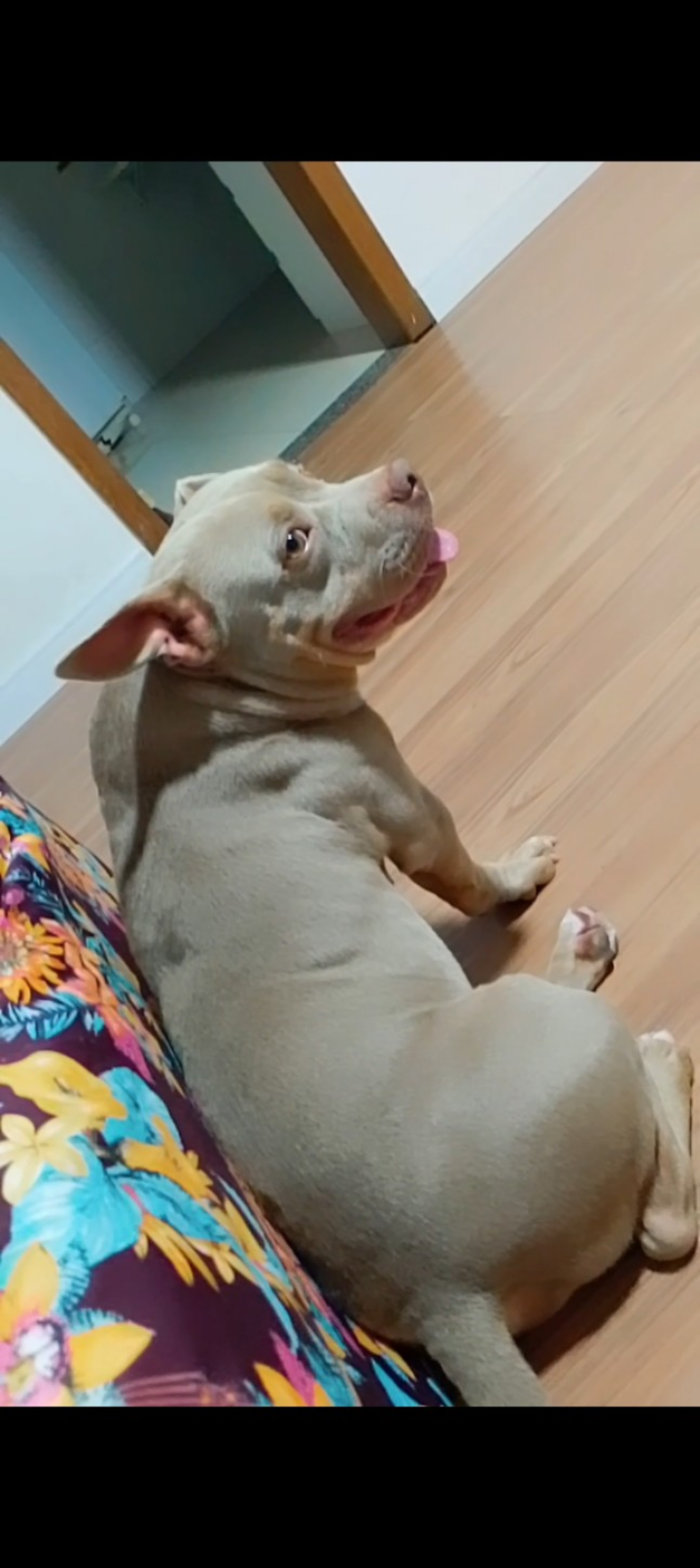 Portal Adocão Doando cachorro american bullying  Salvador 
