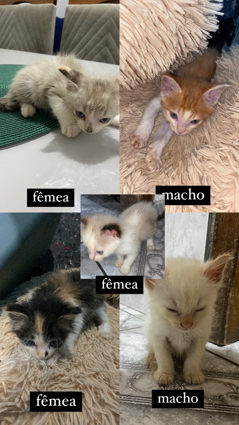 Portal Adocão Gatinhos para adoção Recife 
