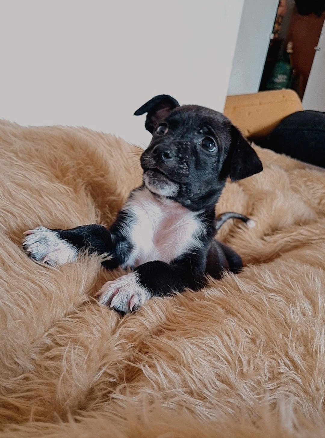 Portal Adocão Cachorrinho macho 3 meses Brumadinho