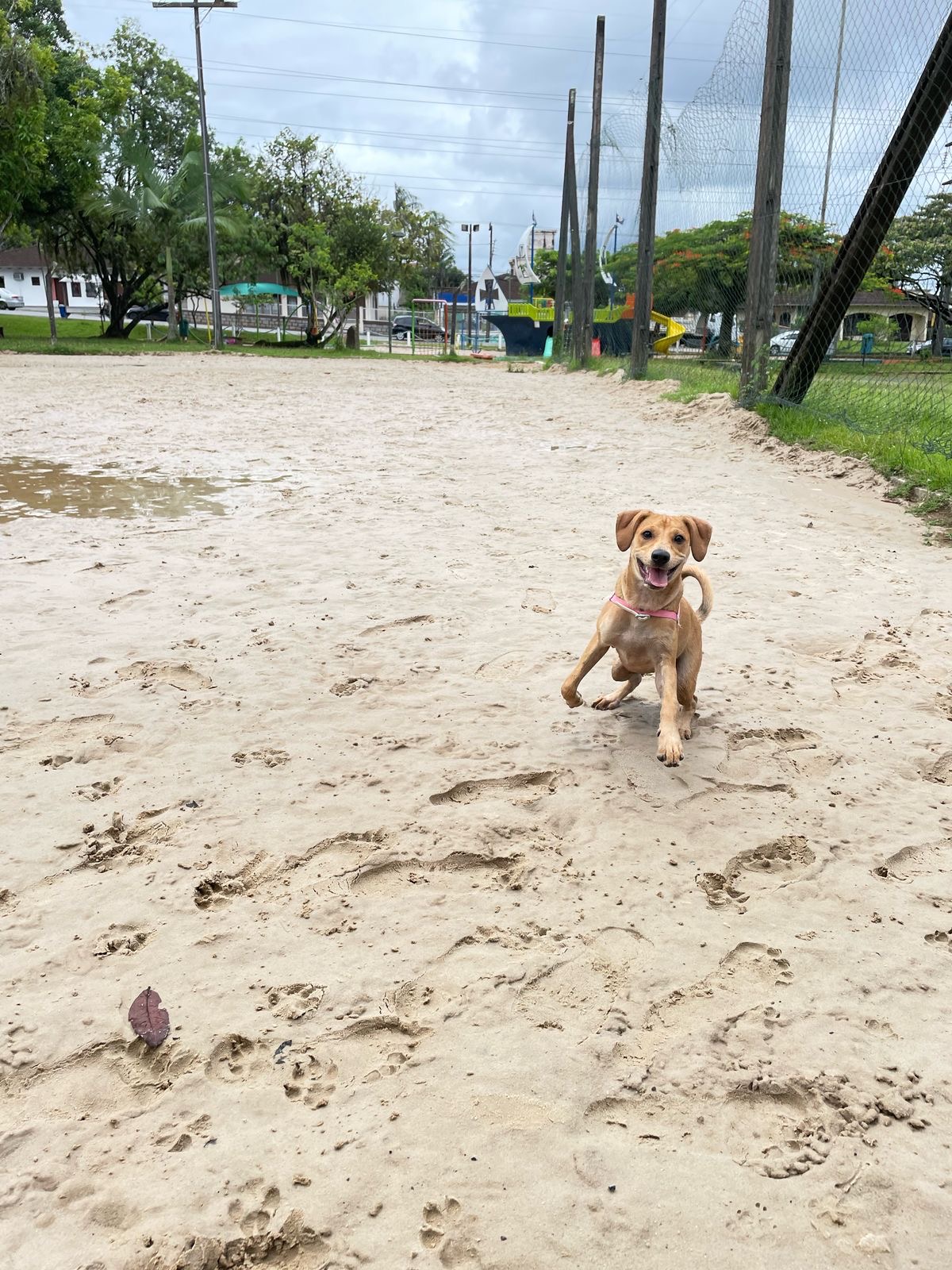 Portal Adocão Adoção de uma cachorrinha linda  Joinville 