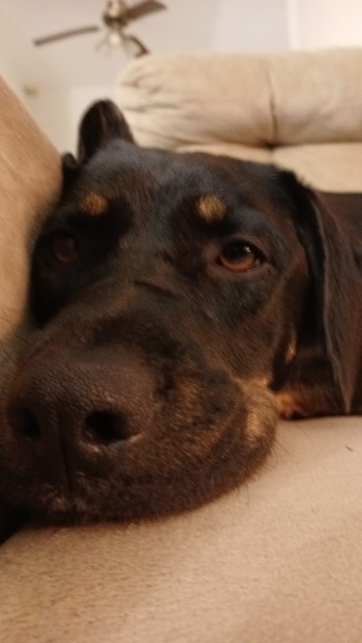 Portal Adocão Adote Mel Jundiai