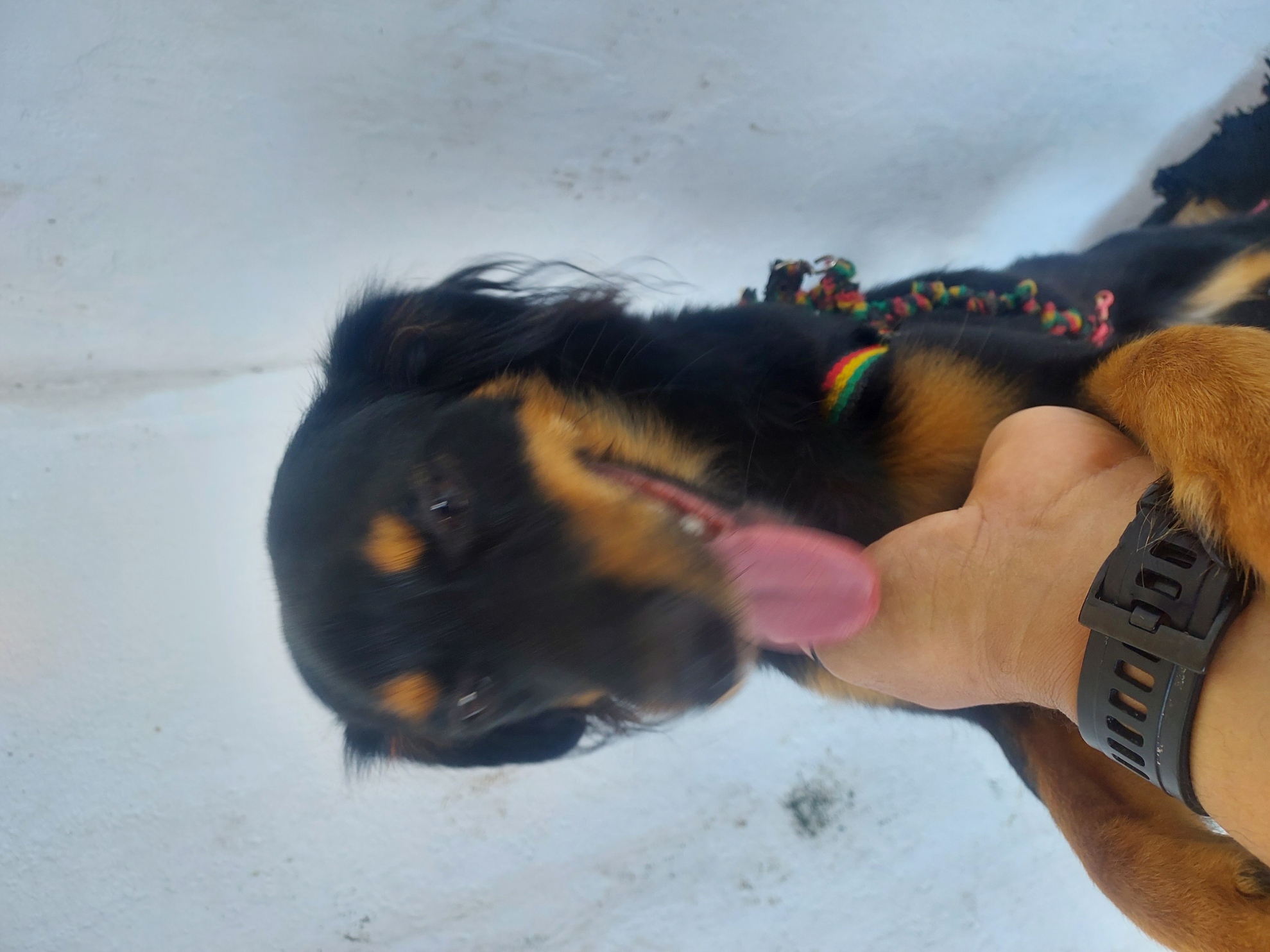 Portal Adocão Doação cachorro macho 7 meses Salvador