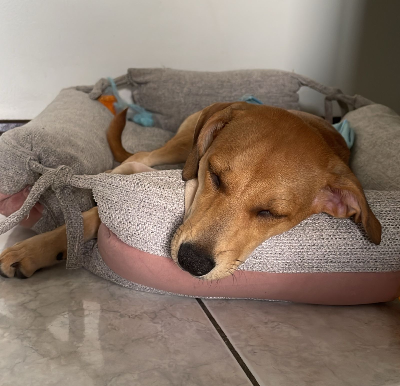 Portal Adocão Adoção de uma cachorrinha linda  Joinville 