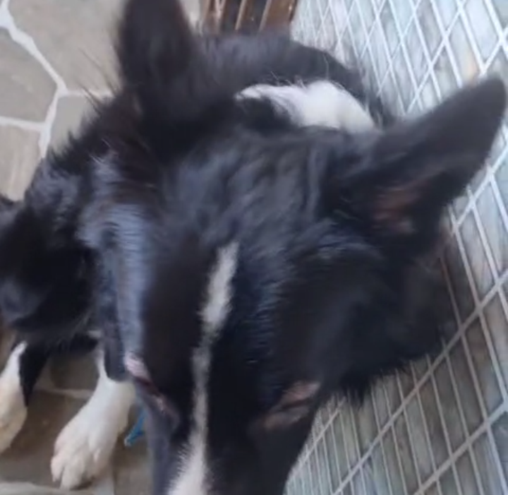 Portal Adocão Adoção de Boder Collie  Salvador, Itapuã 