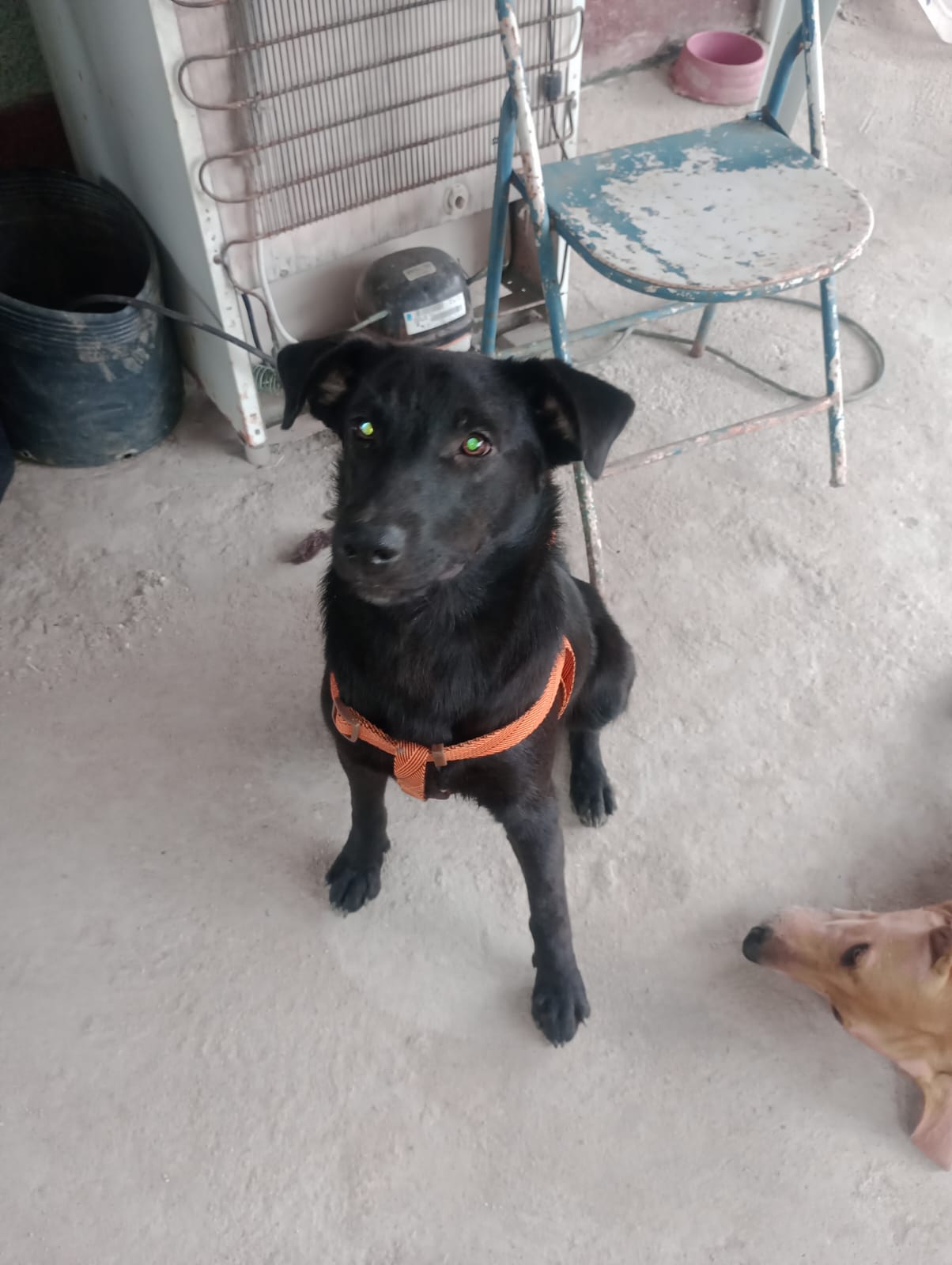 Portal Adocão Cachorros machos e fêmeas pra adoção  Maricá