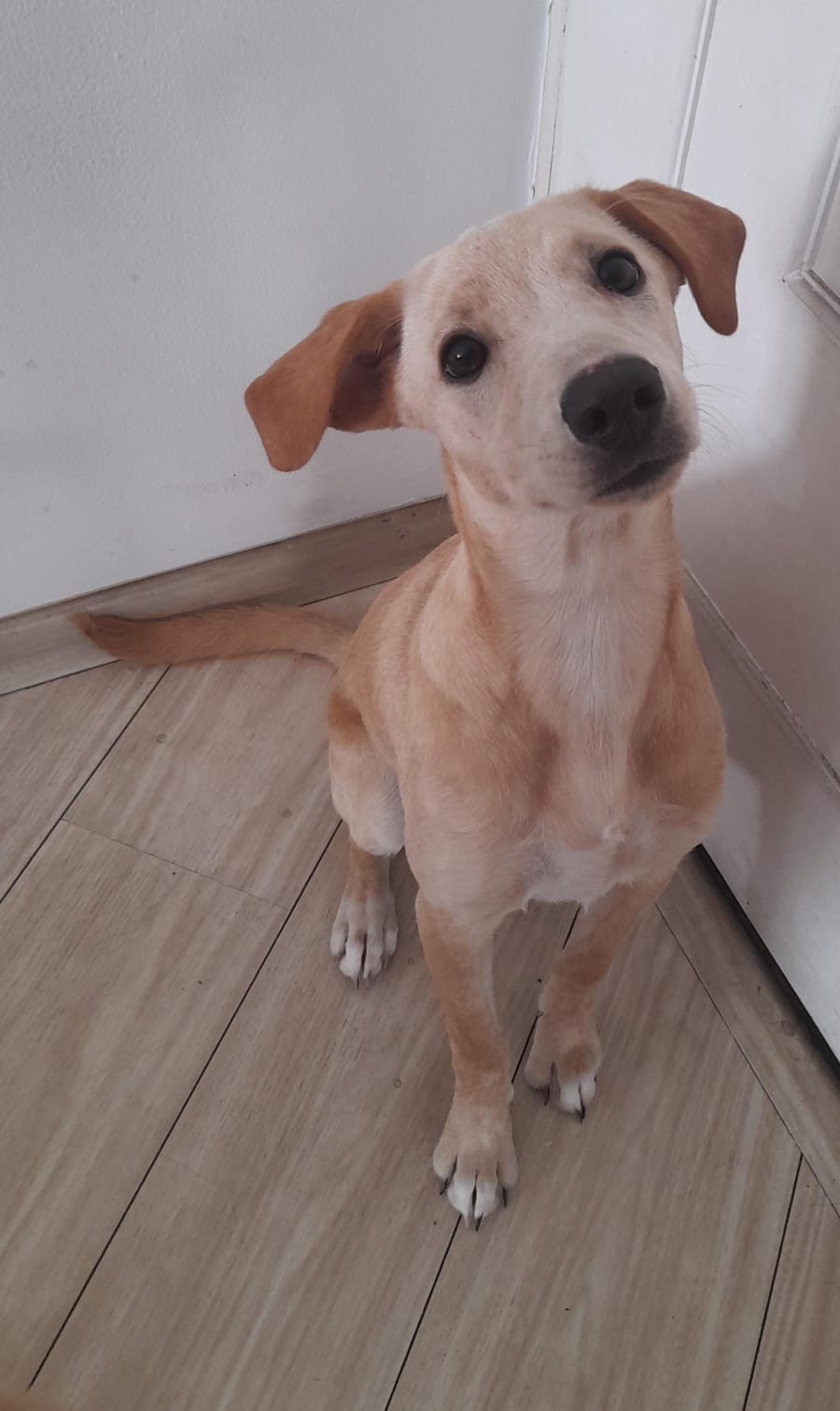 Portal Adocão Para adotar um cachorrinho São Paulo 