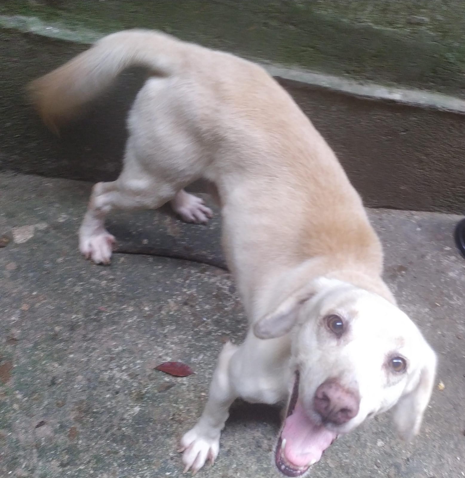 Portal Adocão Adoção urgente de um lindo cão branco  RIO DE JANEIRO - RJ