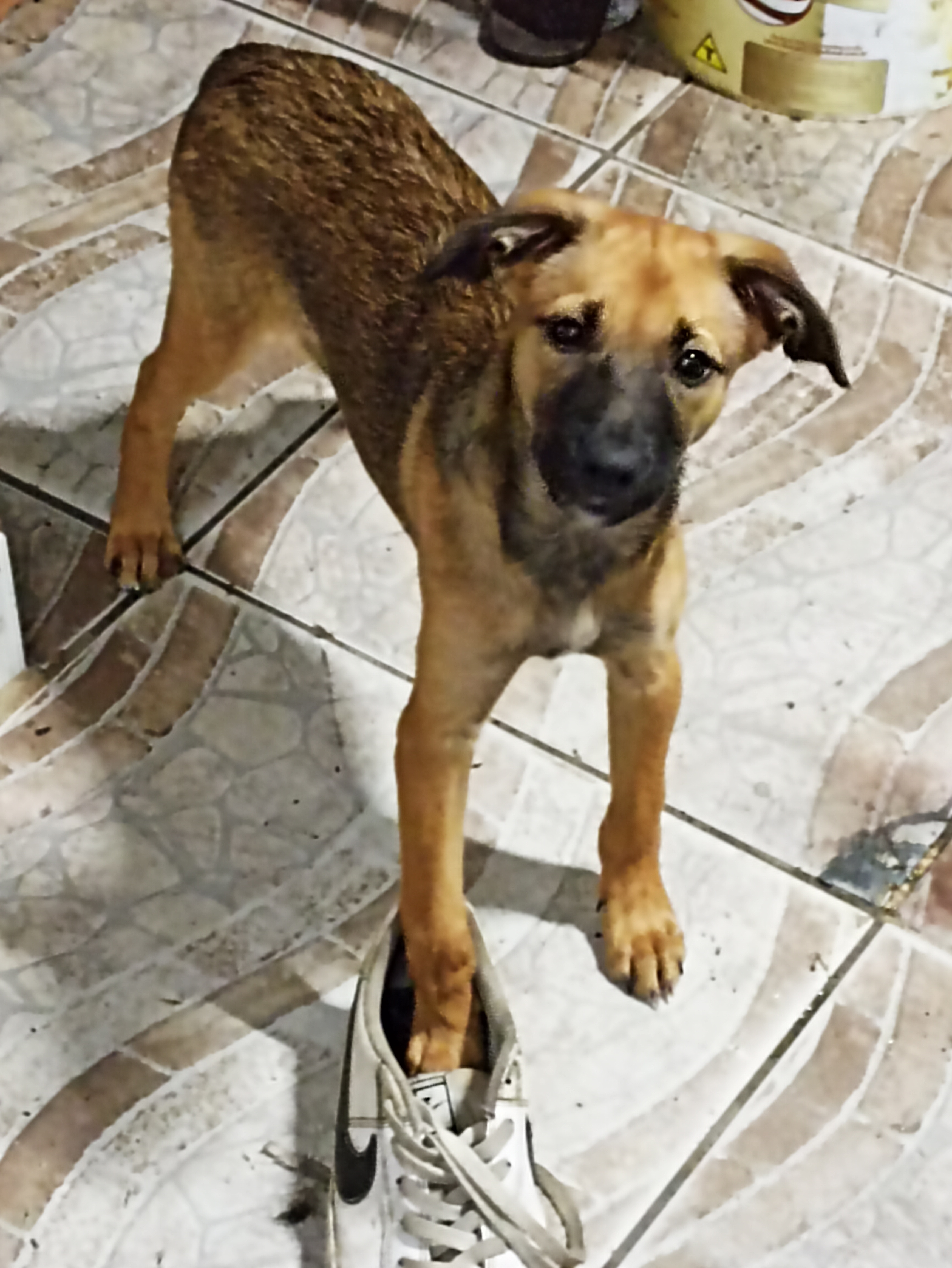 Portal Adocão Doação de cachorrinha  Maceió 