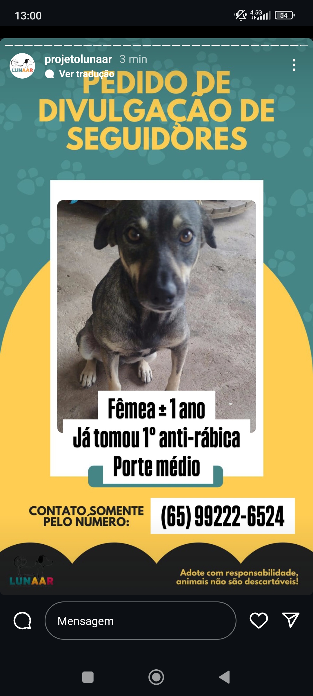 Portal Adocão Adoção de cadela  Cuiabá