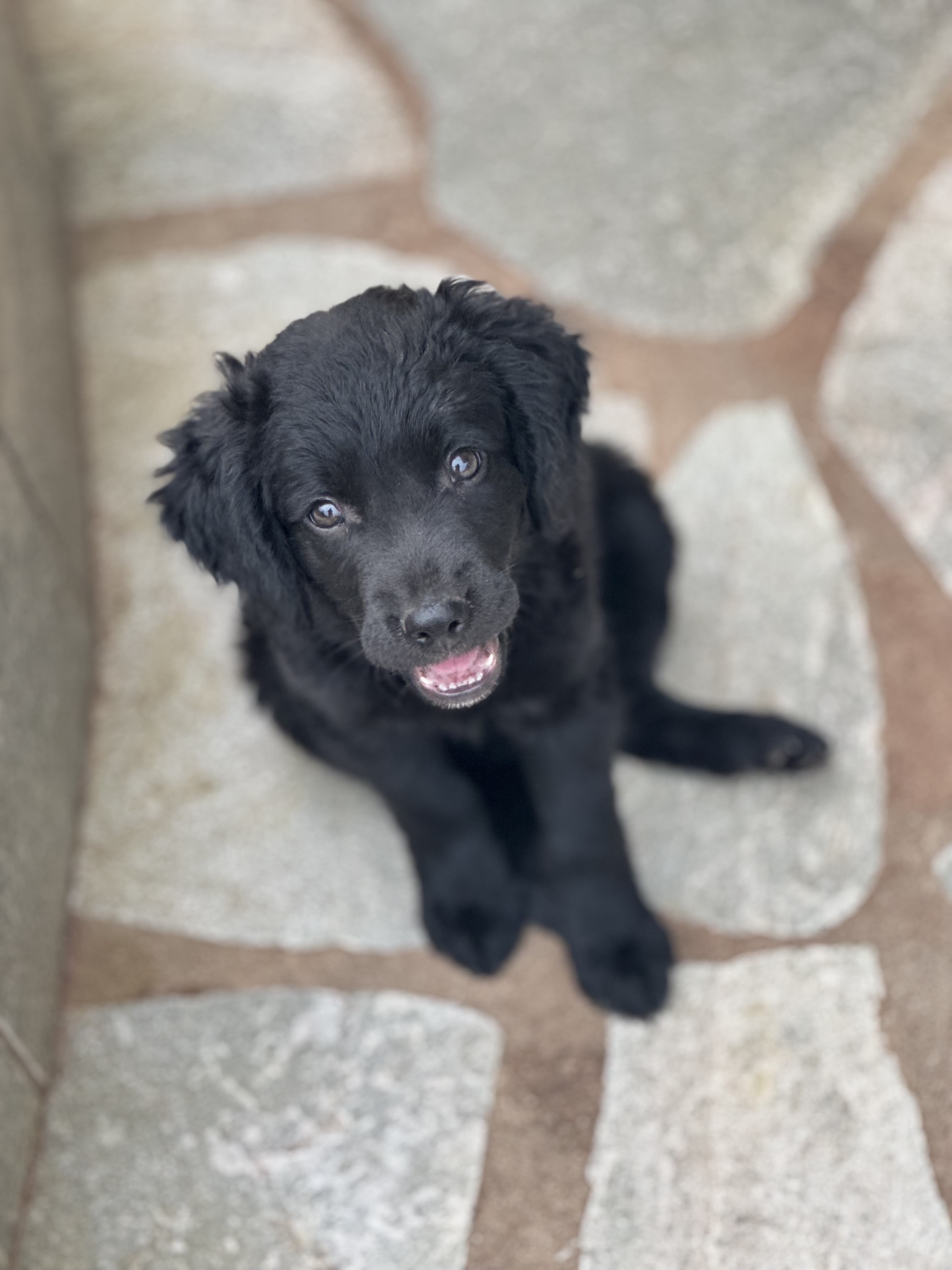Portal Adocão Adote cachorrinho super dócil e mansinho Gama