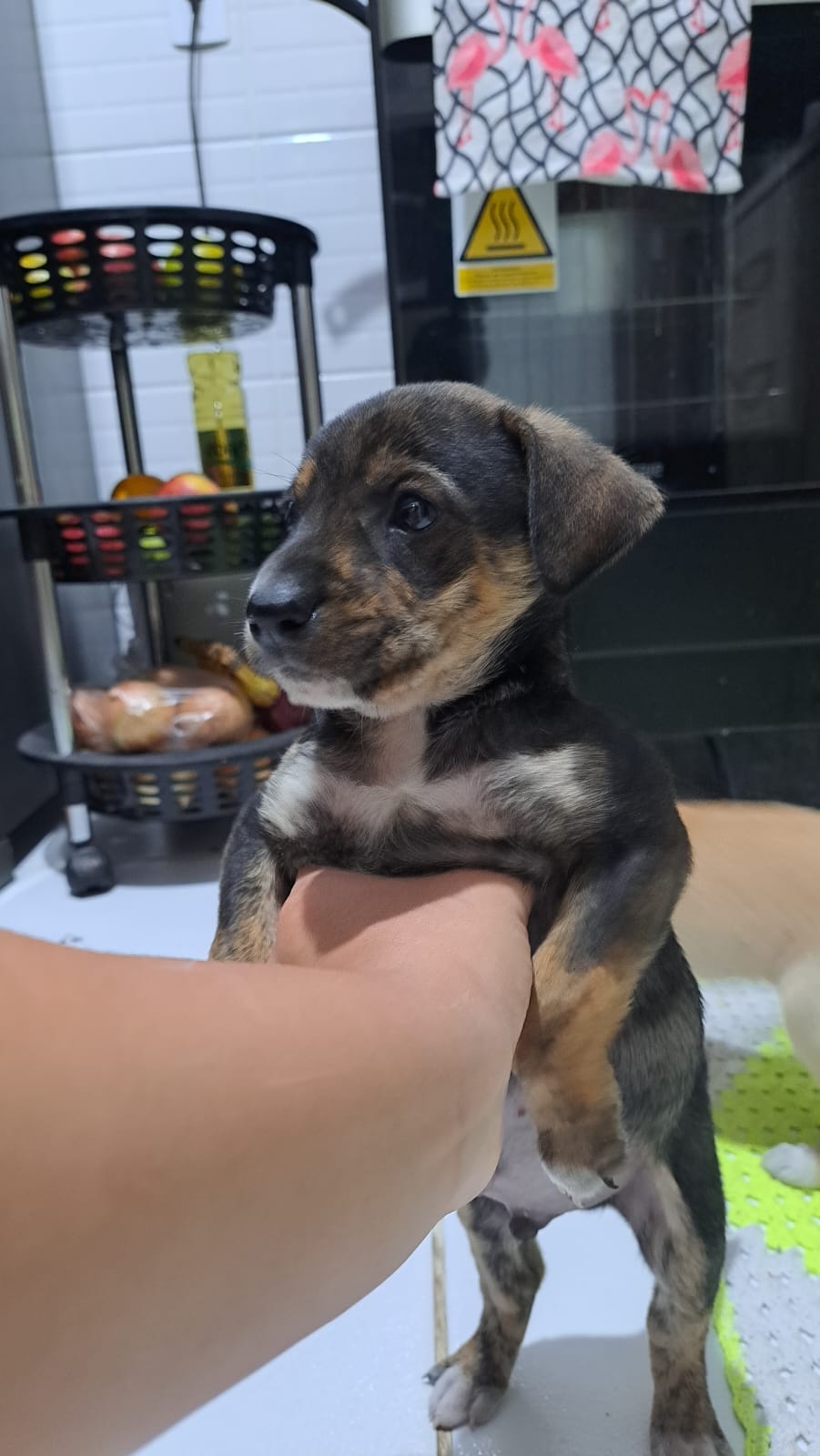 Portal Adocão Doação de cachorrinhos. Tijucas