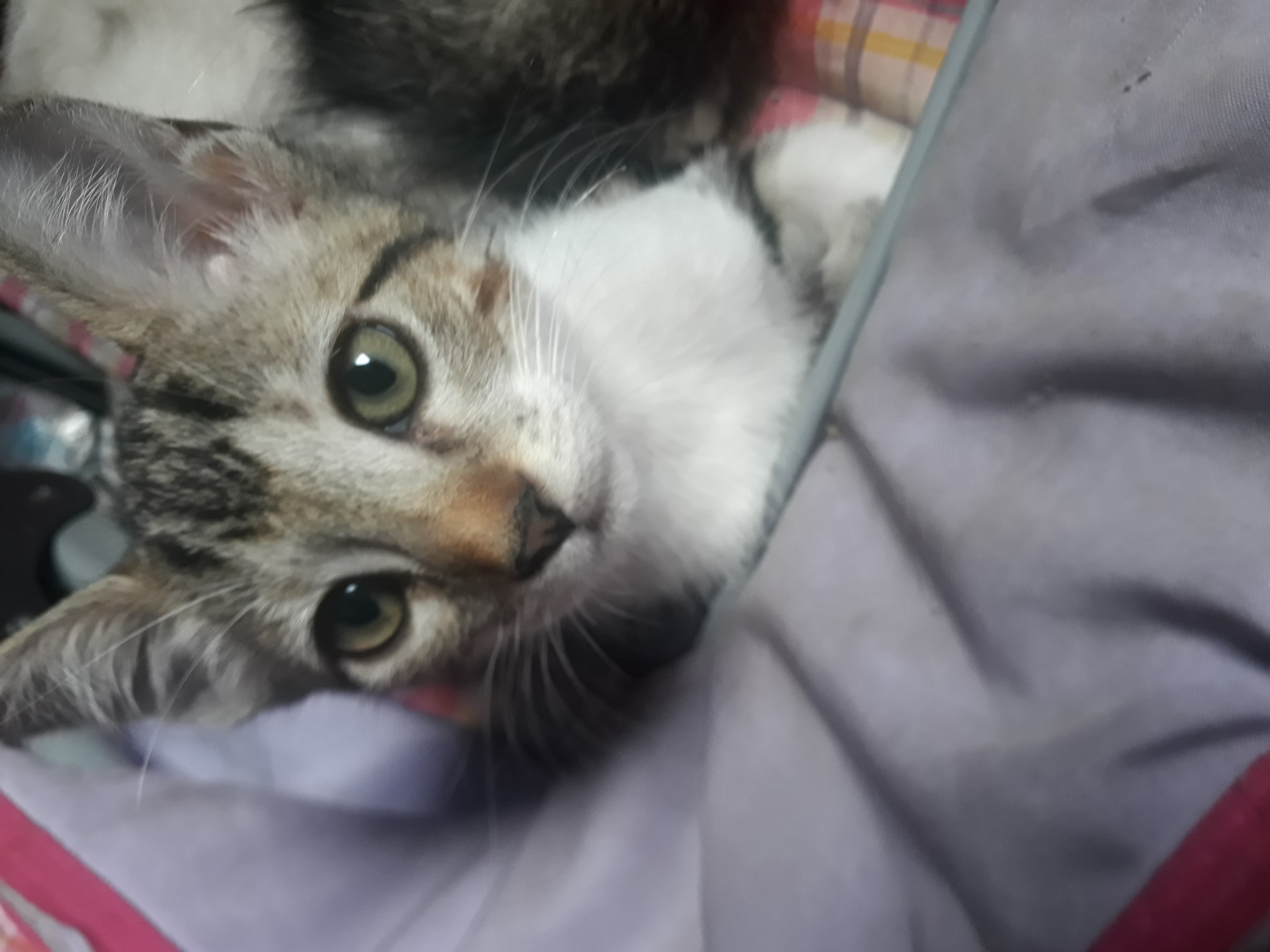 Portal Adocão Doação de cinco gatinhos  Serra
